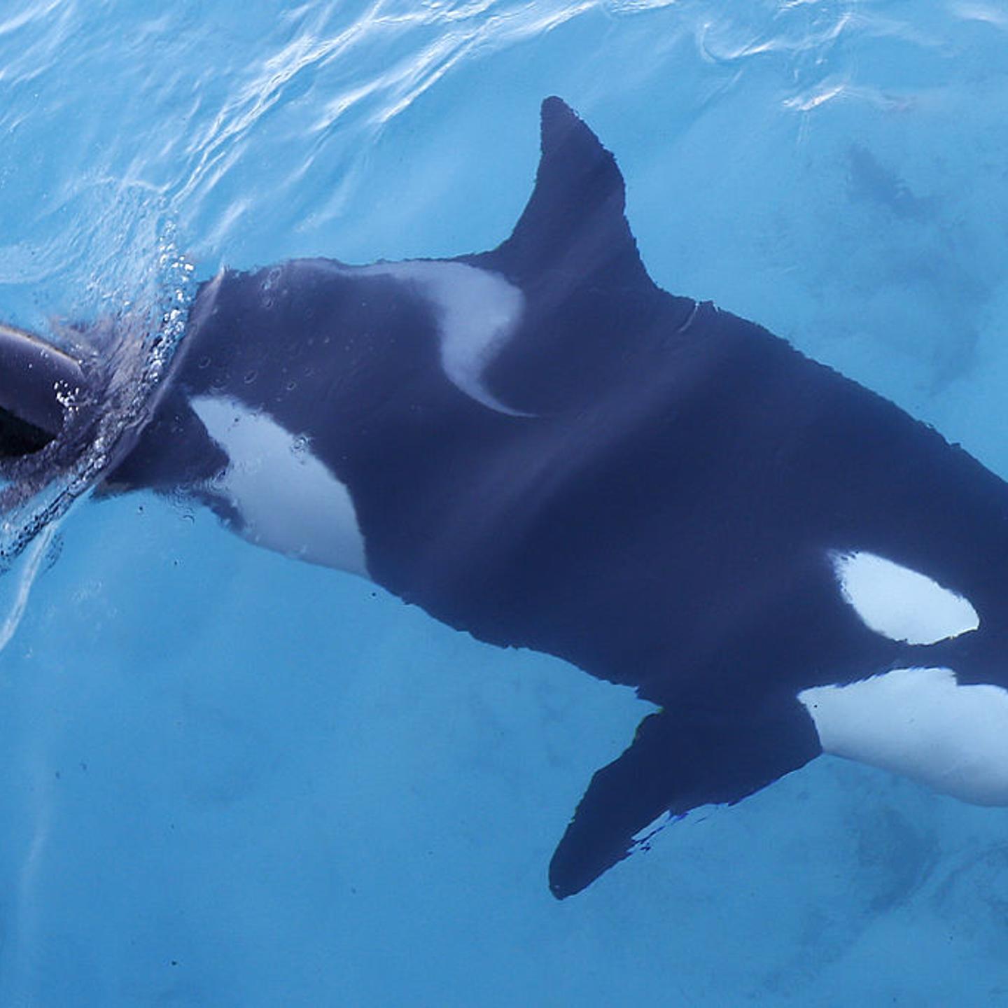 FRANCE-ANIMALS-ORCA