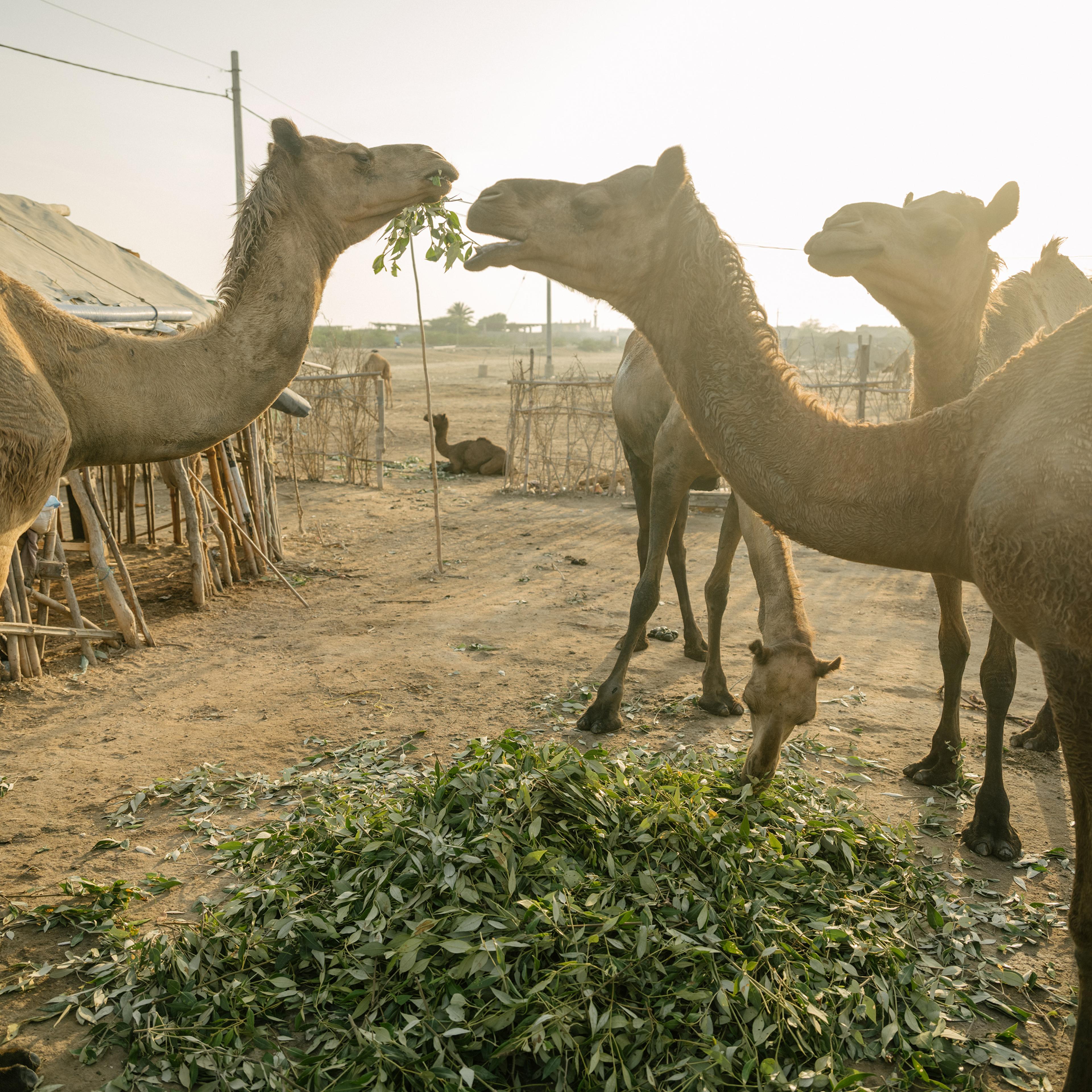 Camels eating mangrove leaves