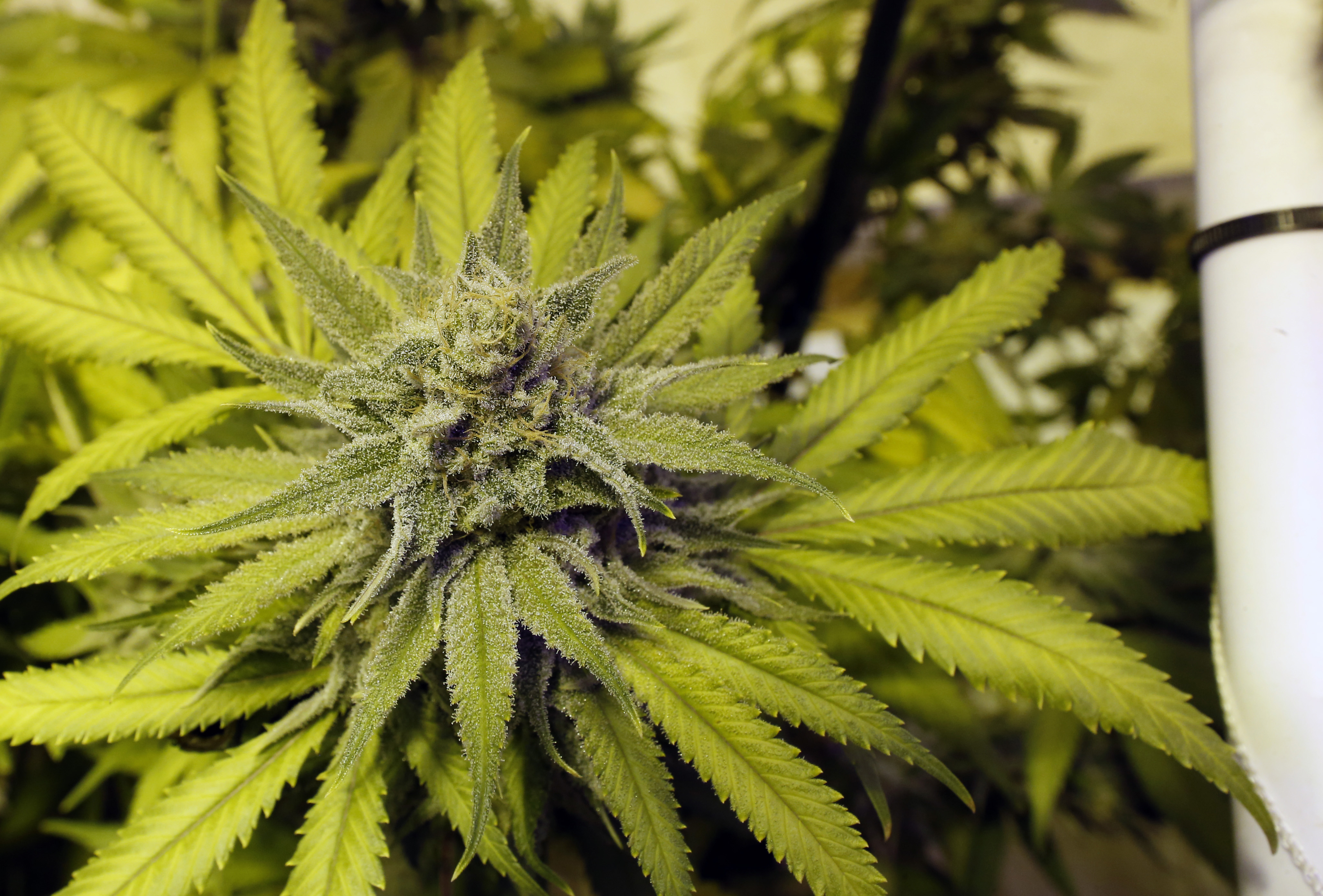 Legally-grown marijuana grows at a dispensary in Denver on May 8, 2014.