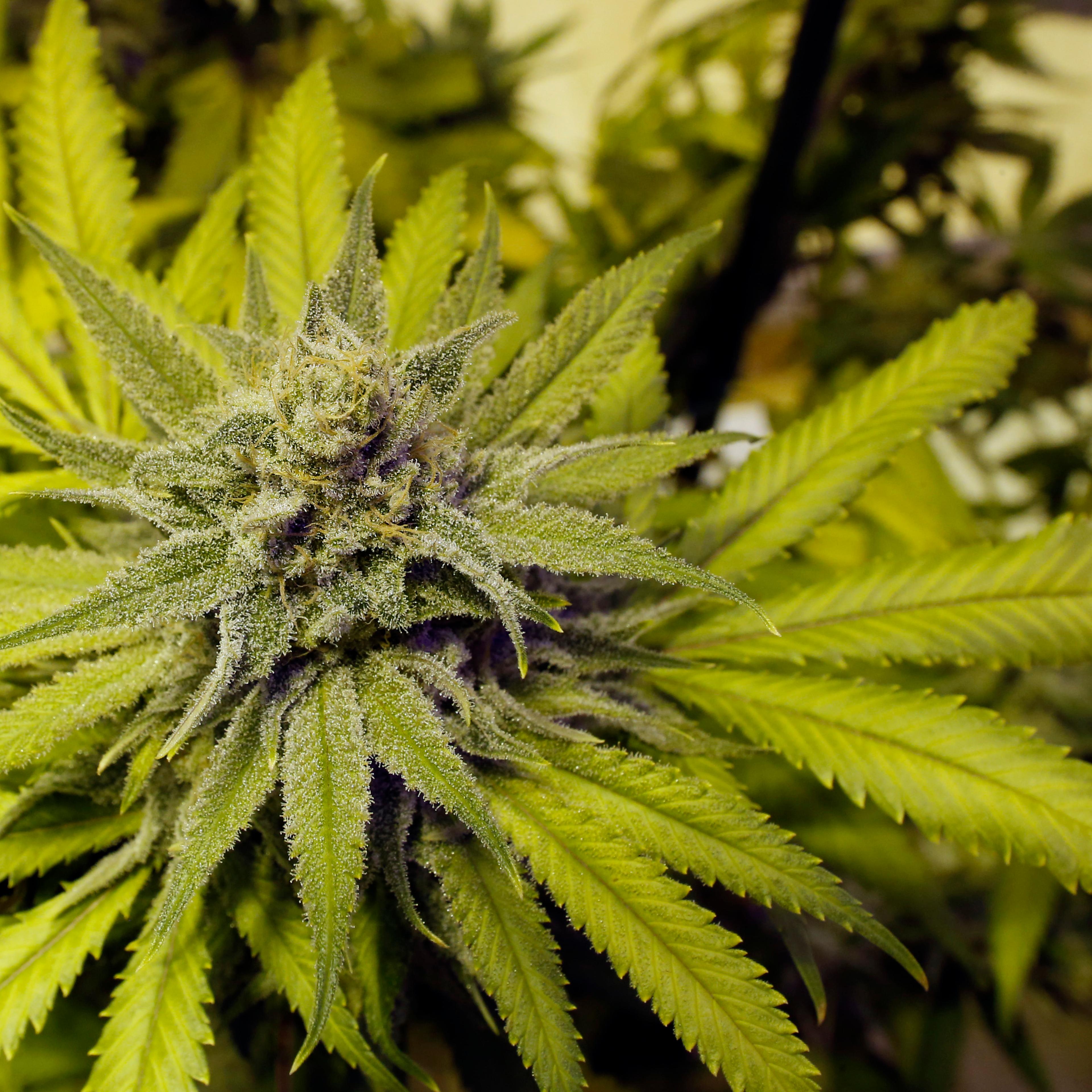 Legally-grown marijuana grows at a dispensary in Denver on May 8, 2014.