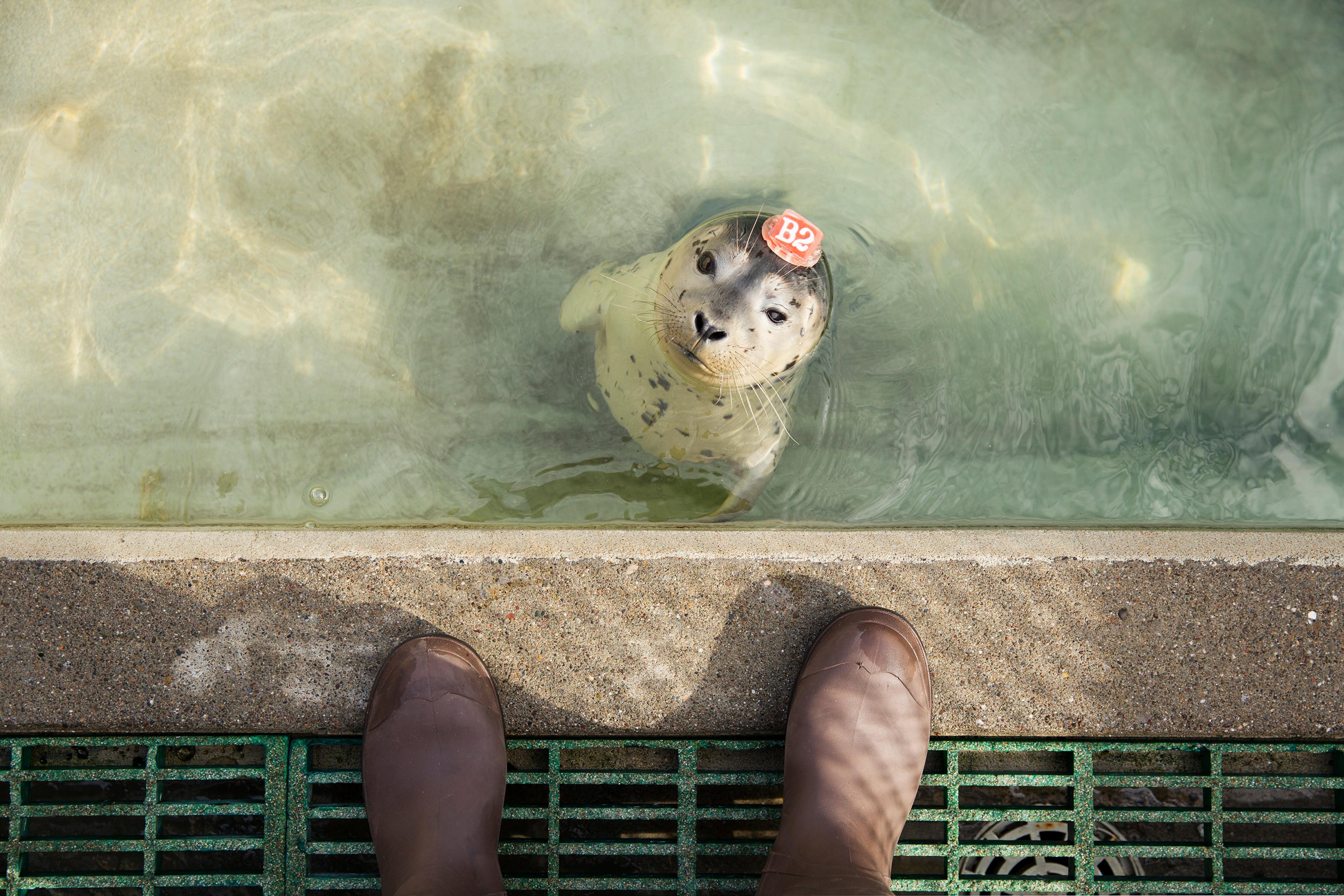 Sick Baby Seals Marine Mammal Center