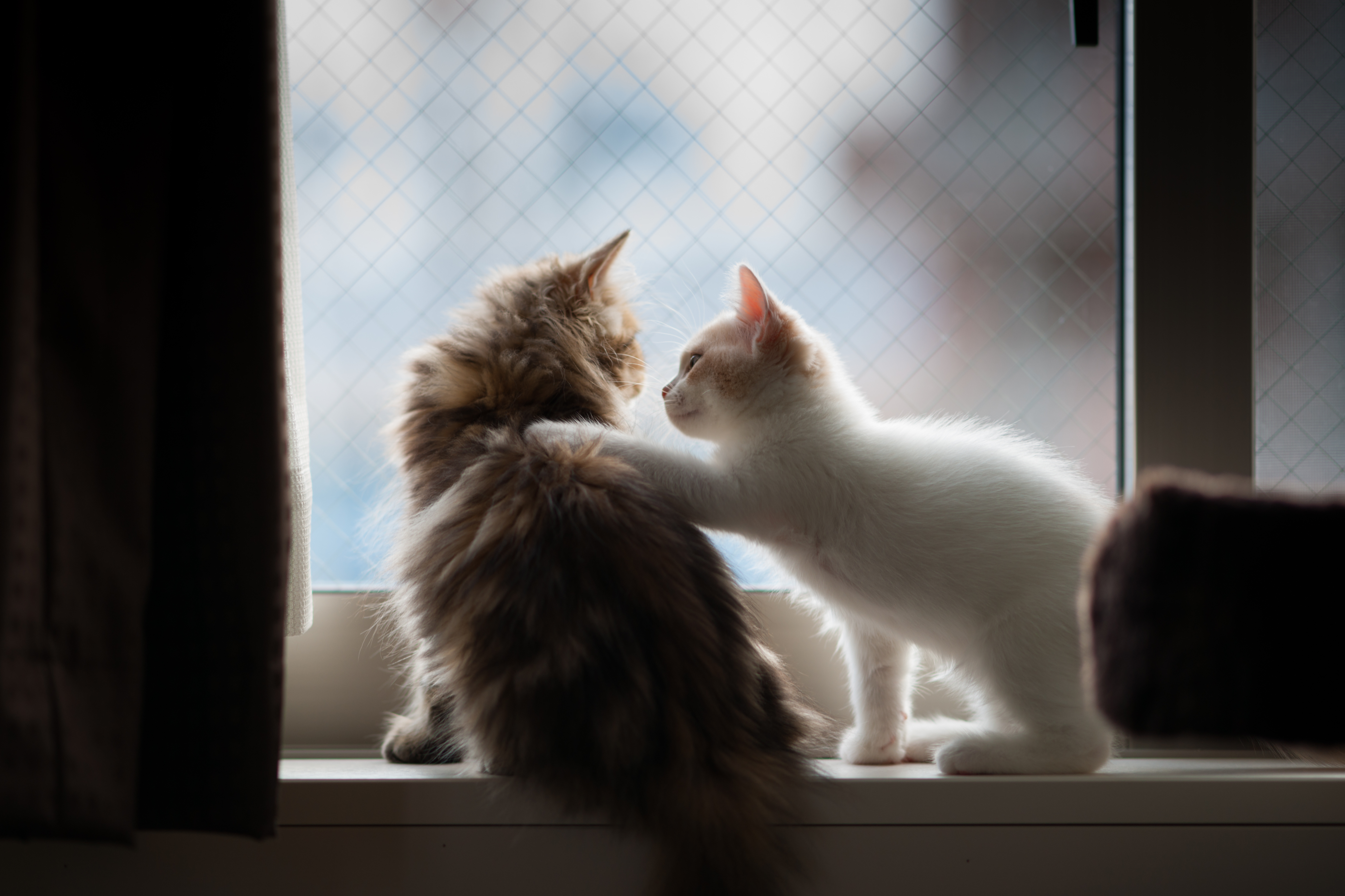 cats