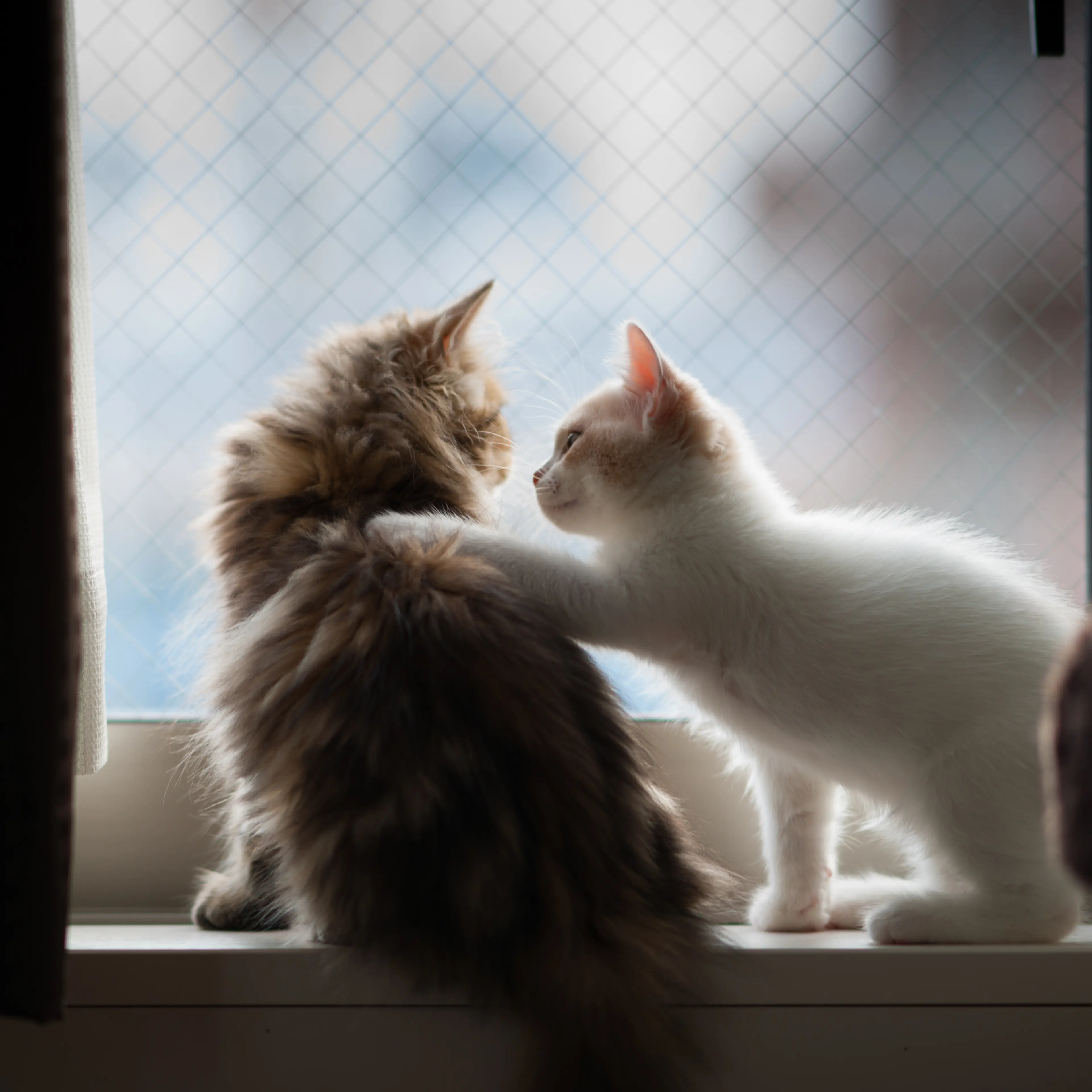 cats