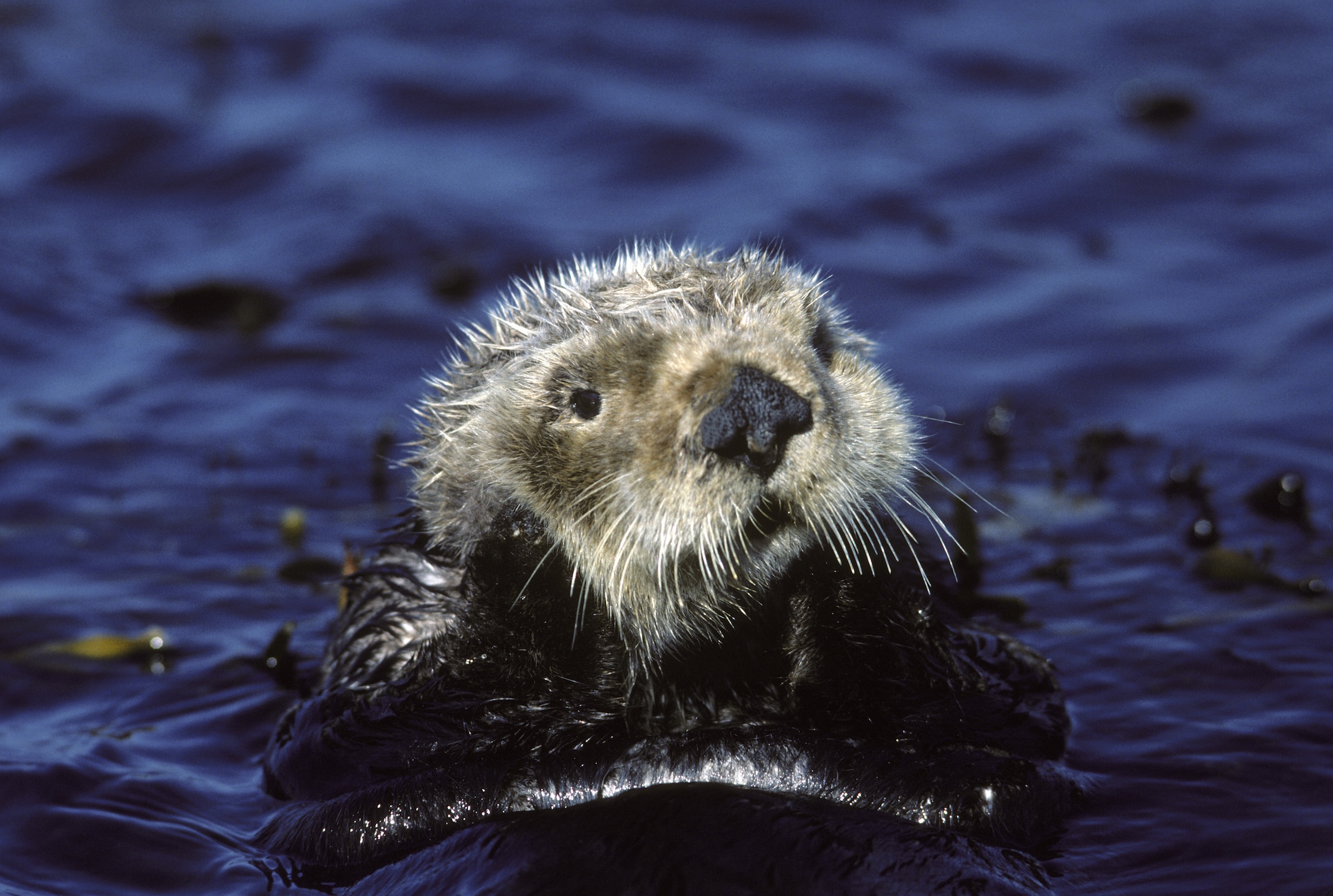 Sea otter