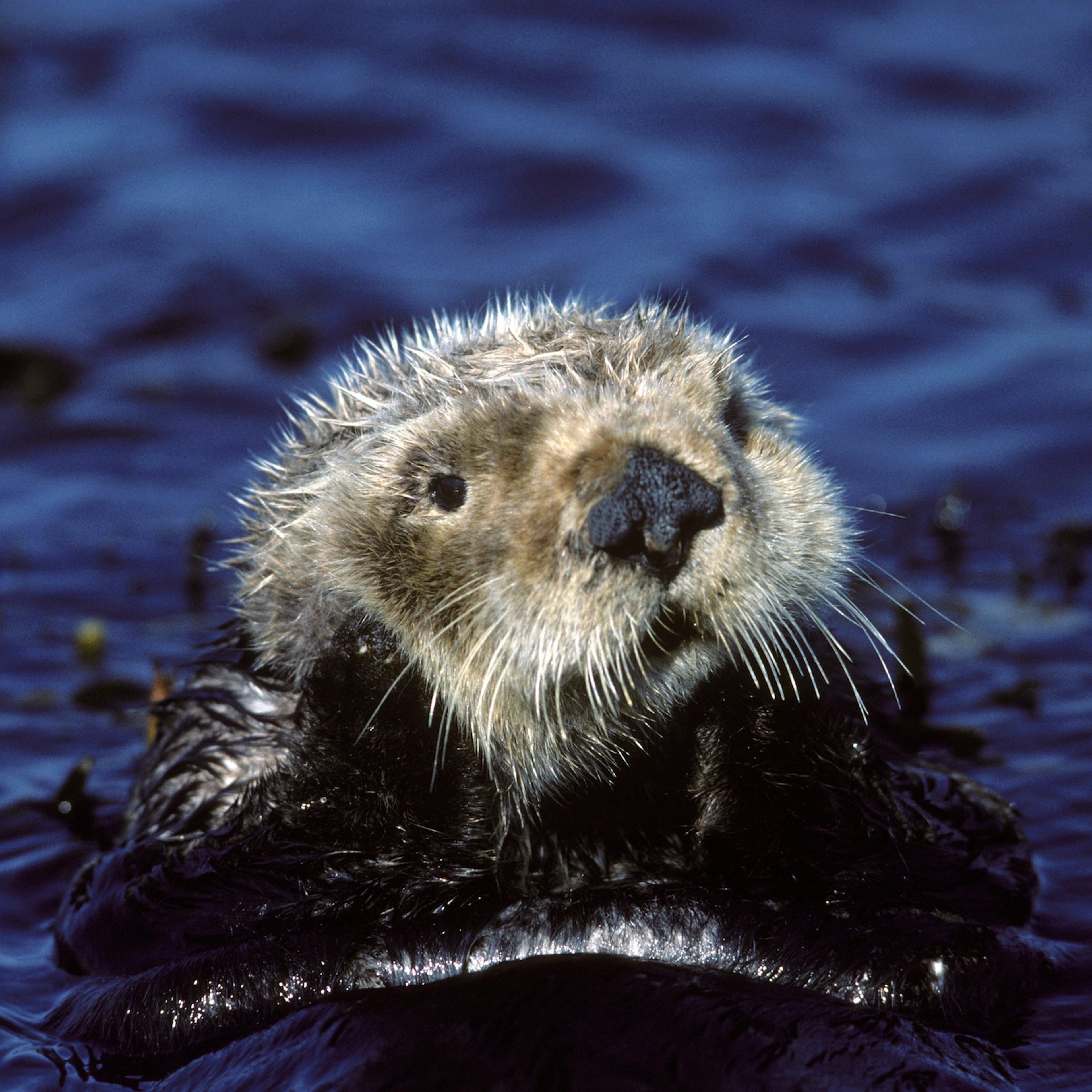 Sea otter