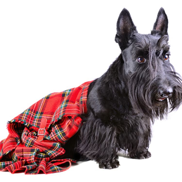 Scottish terrier in a kilt
