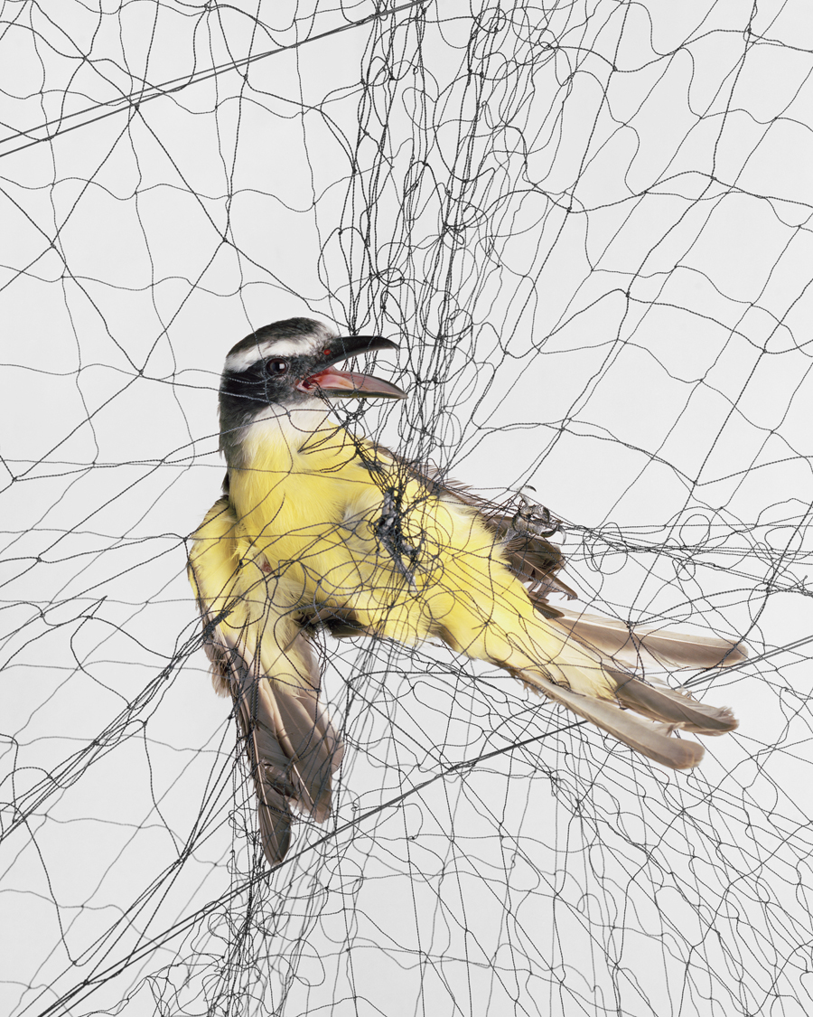 Boat-billed Flycatcher (<i>Megarynchus pitangua</i>), 2012.