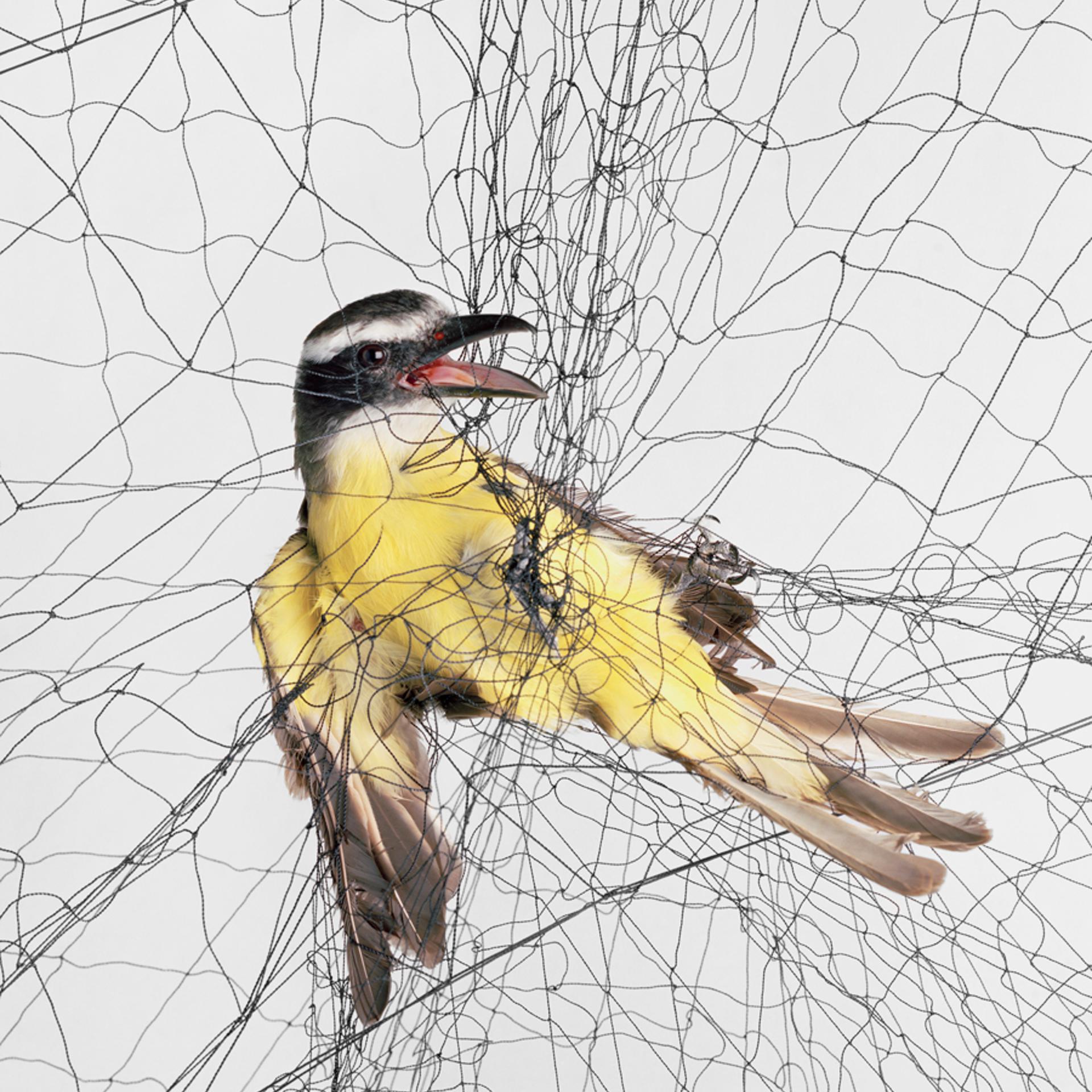 Boat-billed Flycatcher (<i>Megarynchus pitangua</i>), 2012.