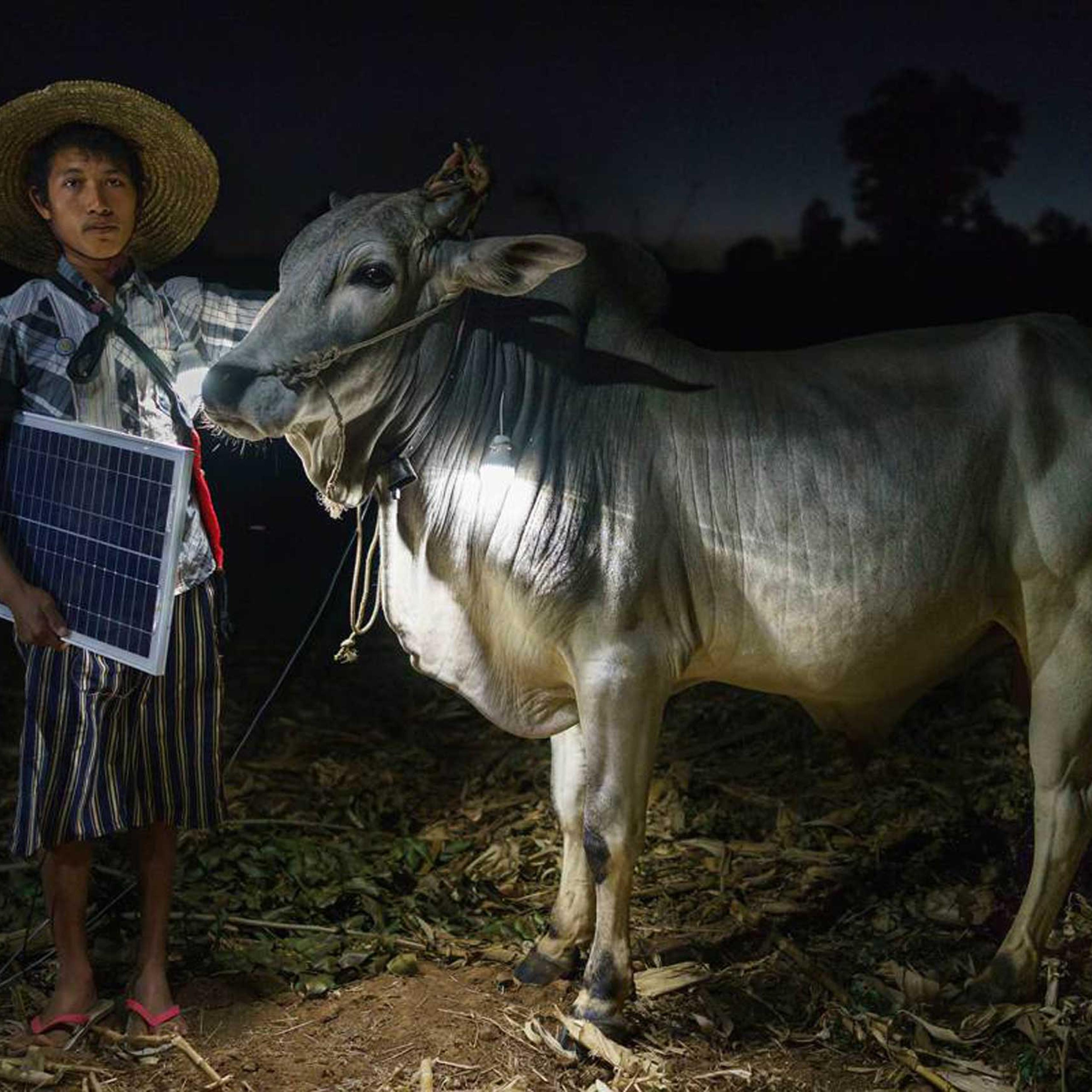 Mg Ko, 20 years old. A Shan farmer with his cow in Lui Pan Sone Village. Kayah State.