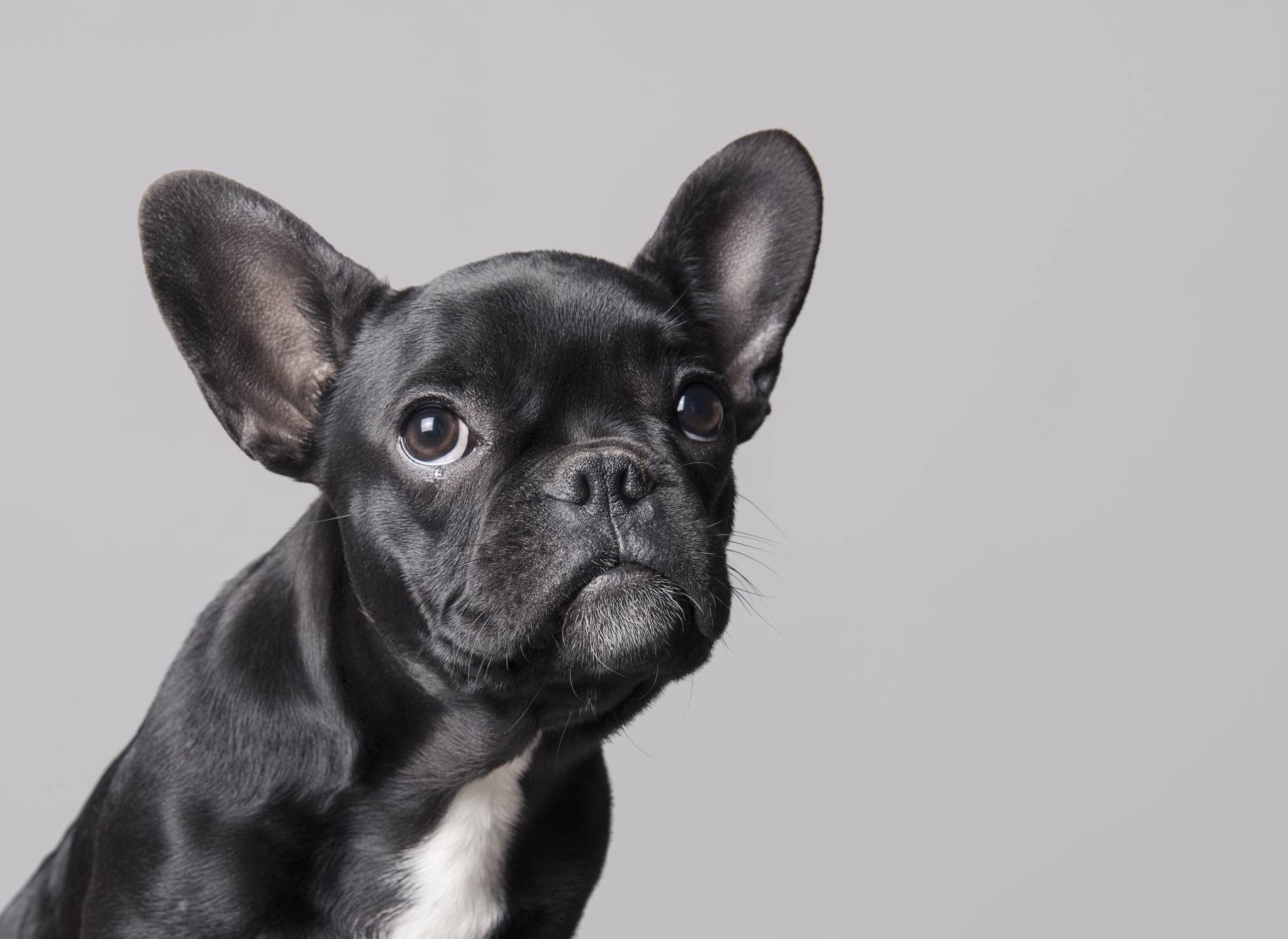 French Bulldog Puppy