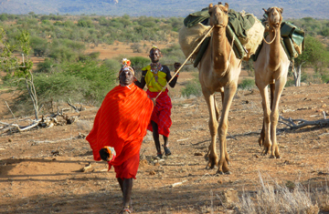 Camel Safari