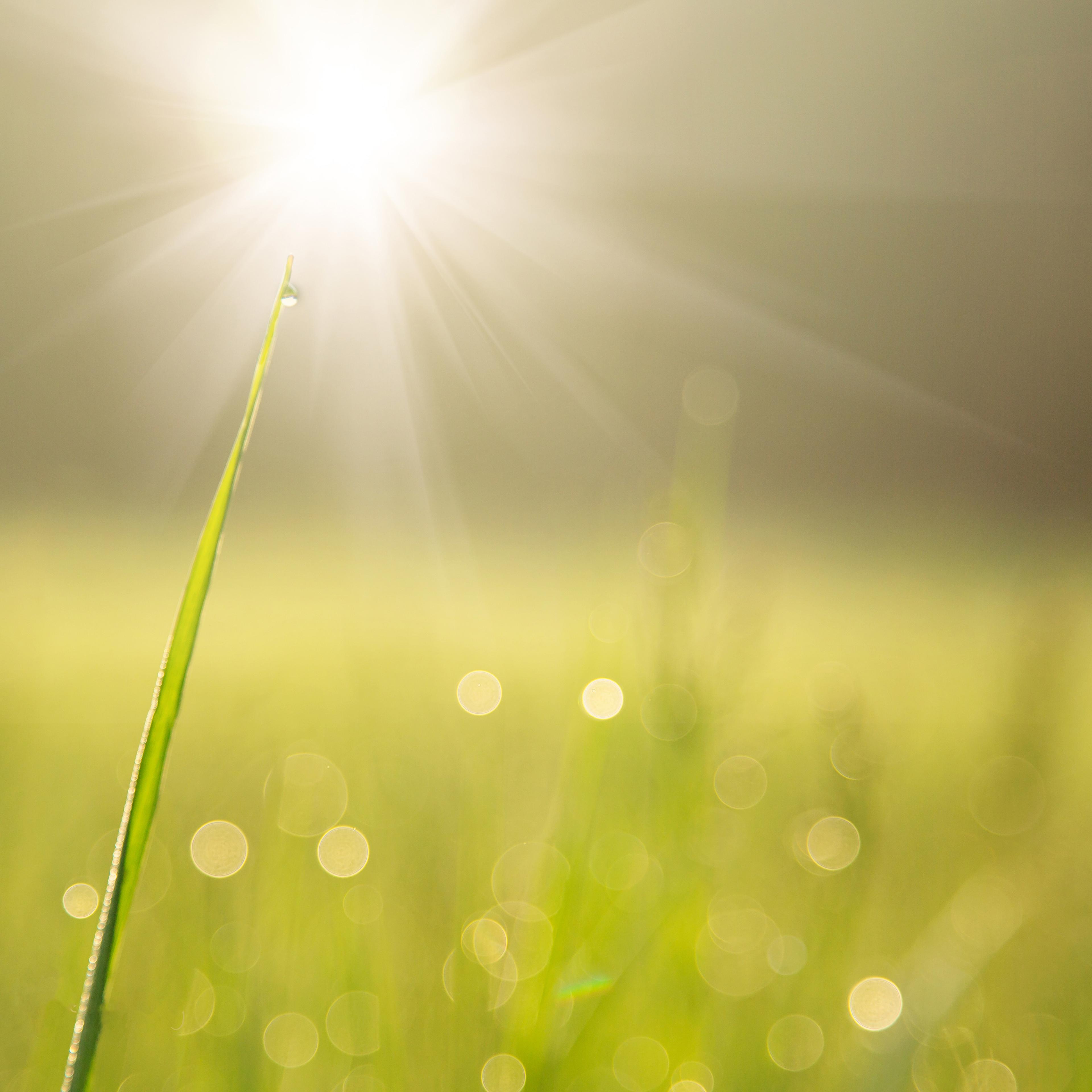 morning-dew