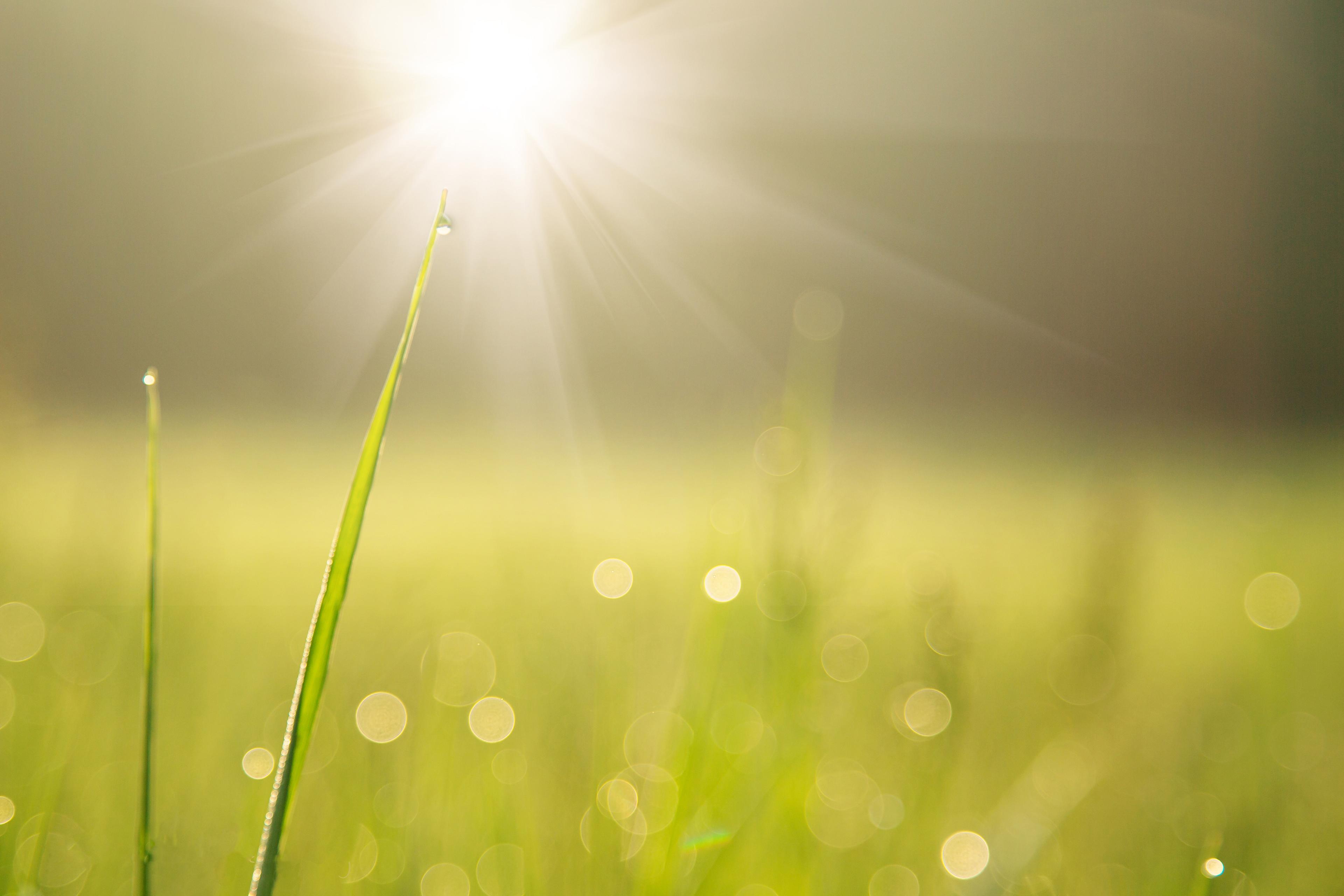 morning-dew
