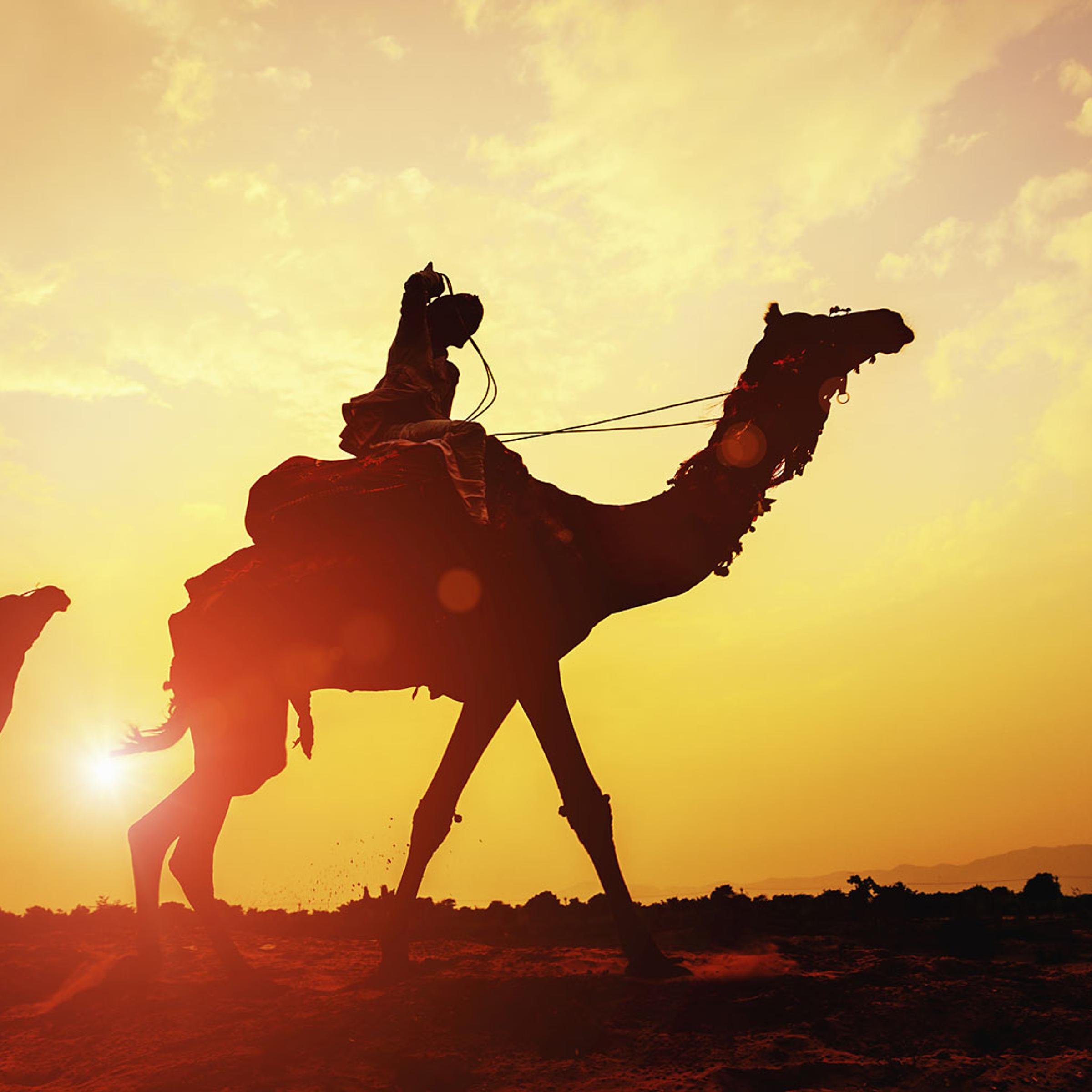 Camel Caravan