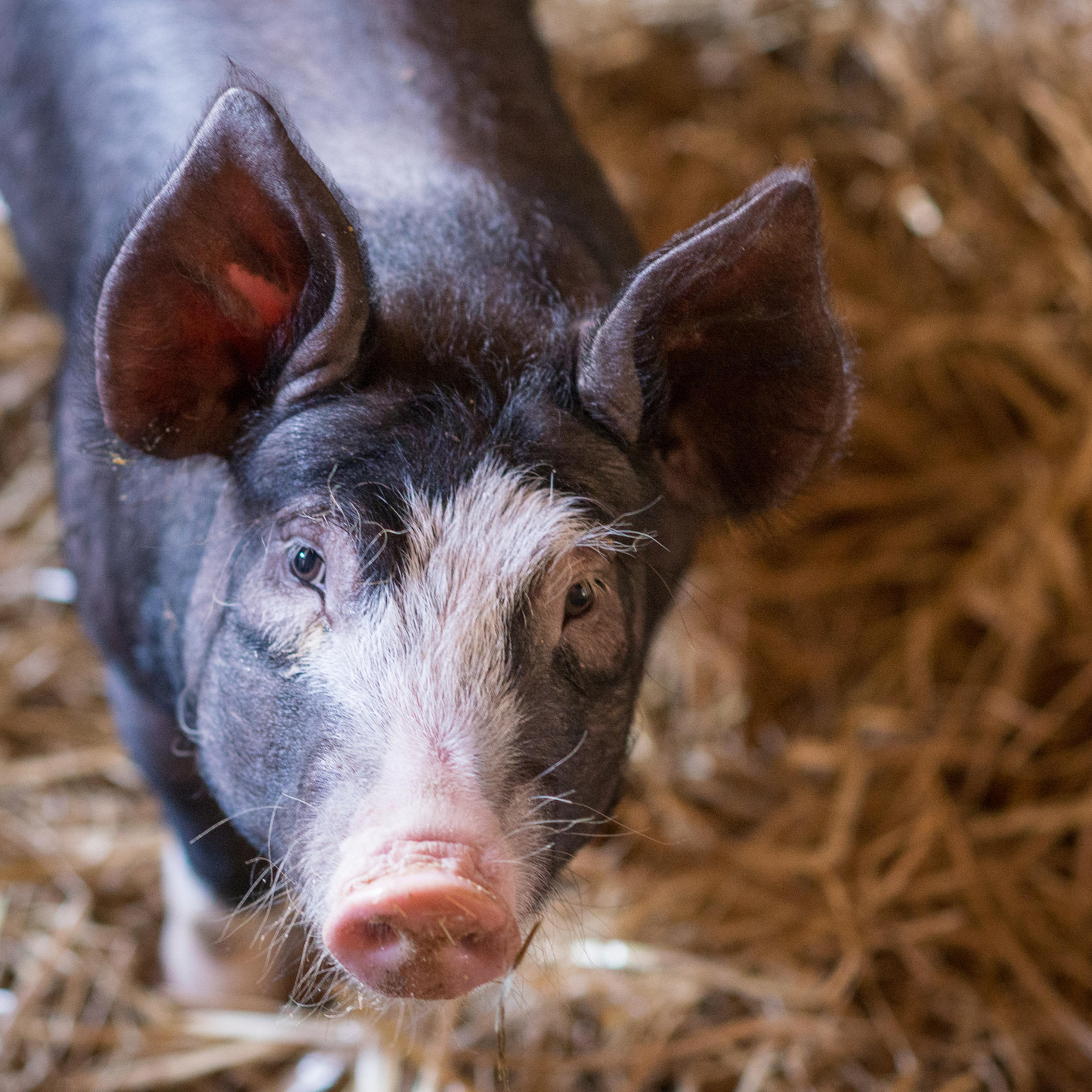 pig
