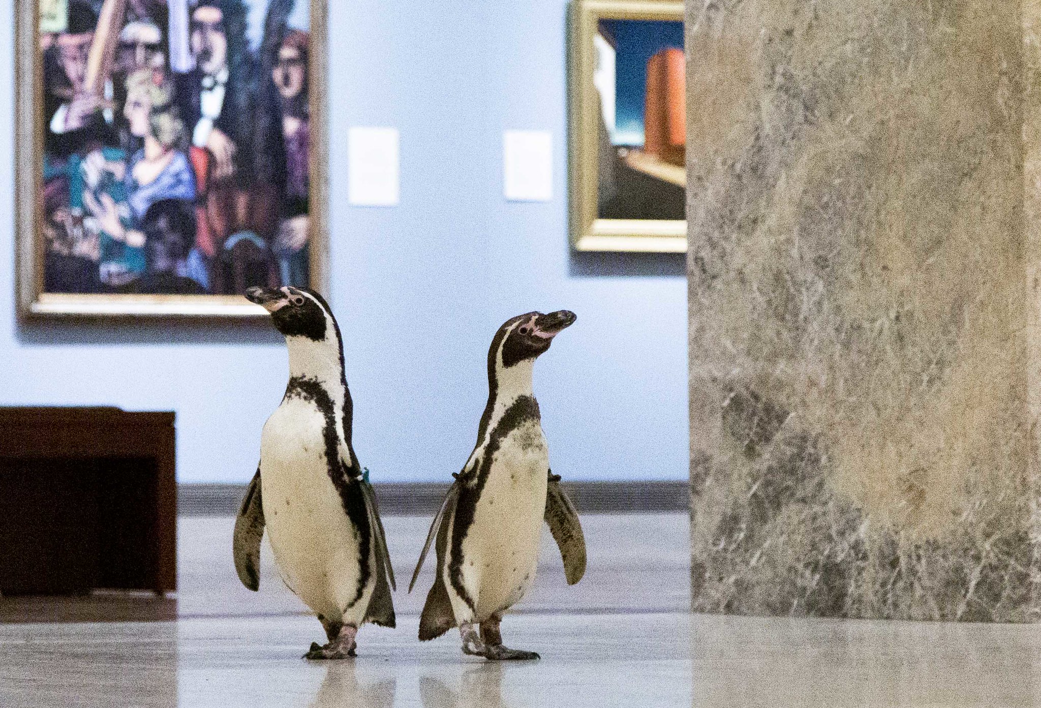 Kansas City Zoo penguins at the Nelson-Atkins Museum of Art
