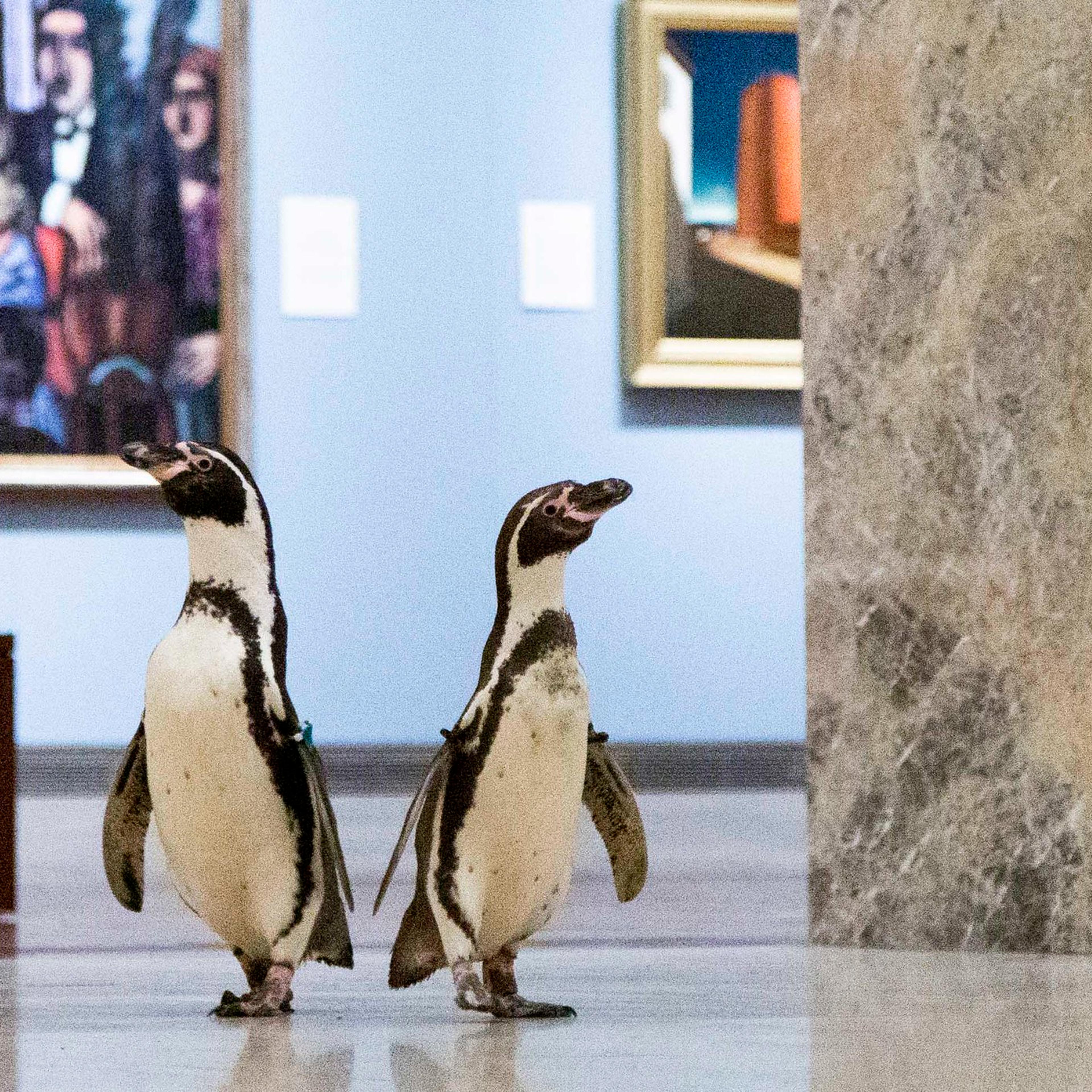 Kansas City Zoo penguins at the Nelson-Atkins Museum of Art