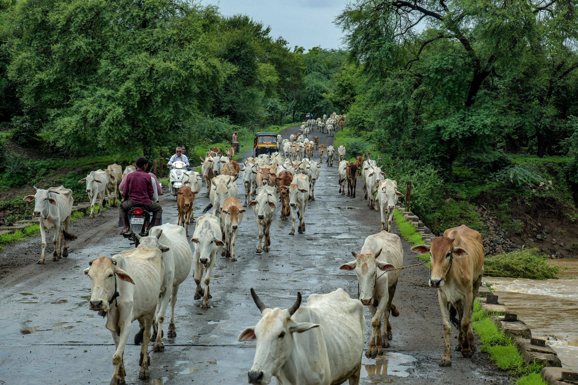 Cows are sacred to Hindus. Cow-protection mobs have killed at least 46 people since 2015. Most targets were Muslim