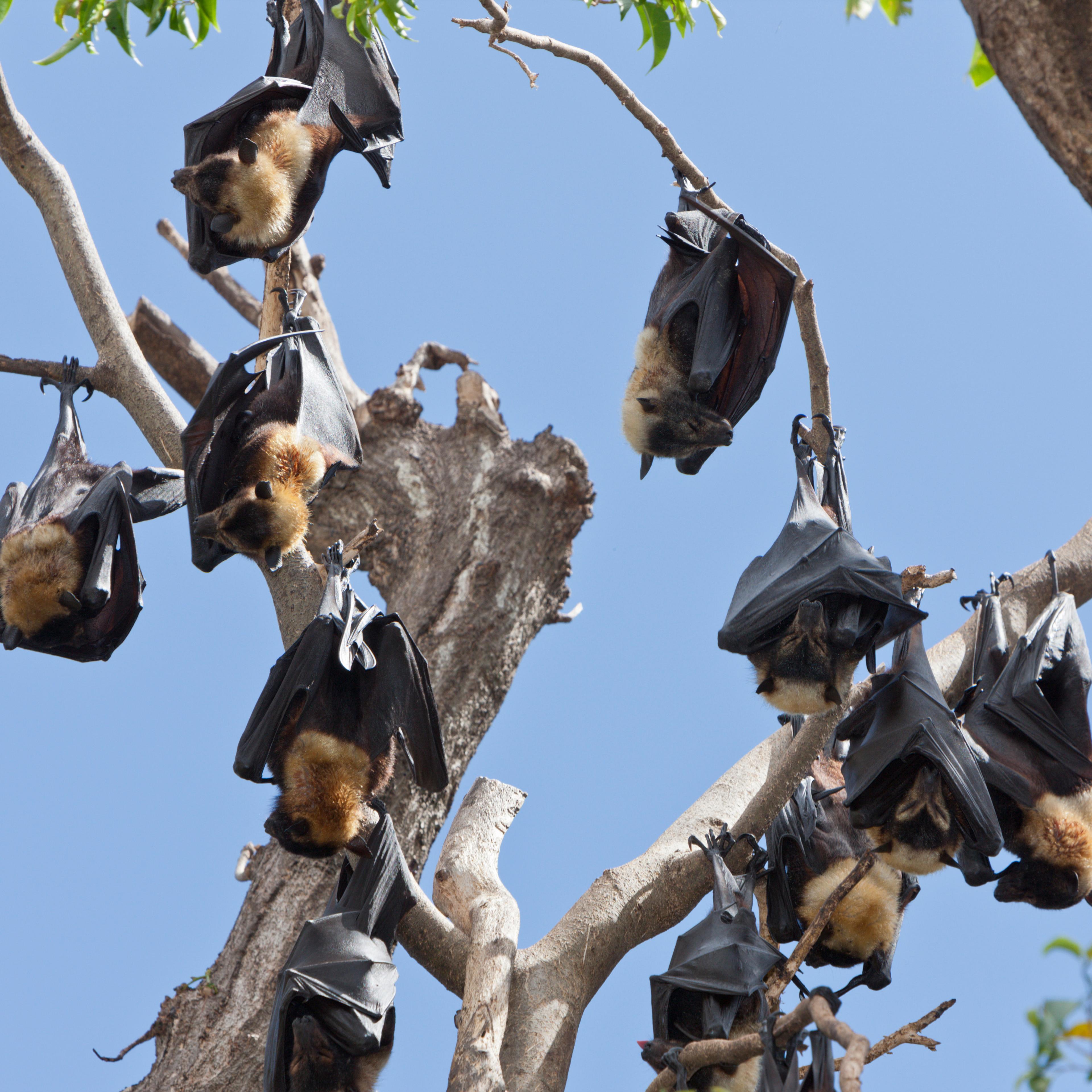 Spectacled Flying Fox, Pteropus conspicillatus, Cairns, Australia
