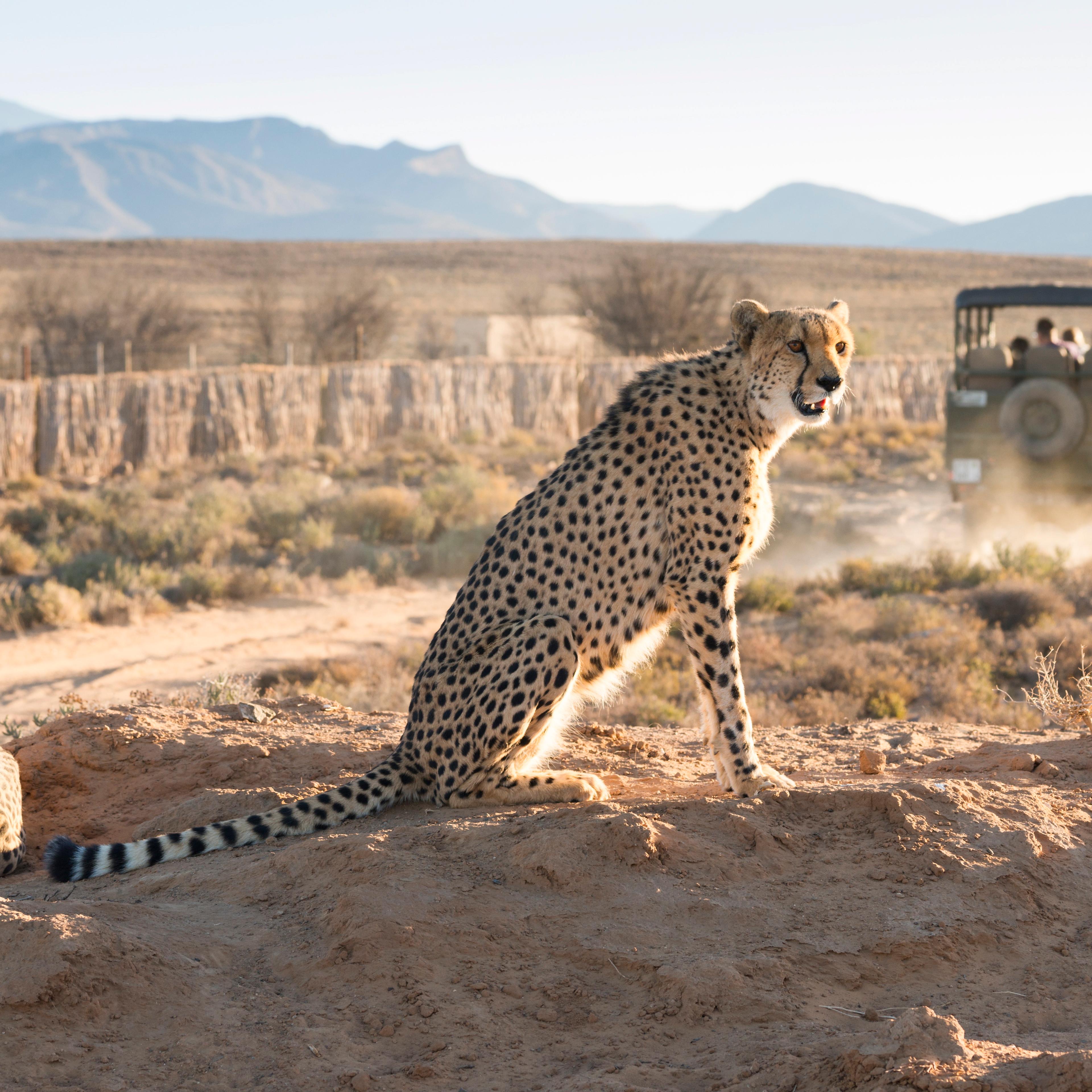 Safari jeep leaving cheetahs (Acinonyx jubatus) on game drive, Inverdoorn Game Reserve, Karoo desert, Ceres, South Africa, Africa