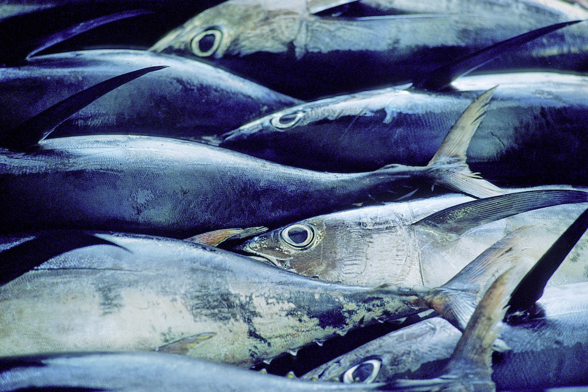 Fish