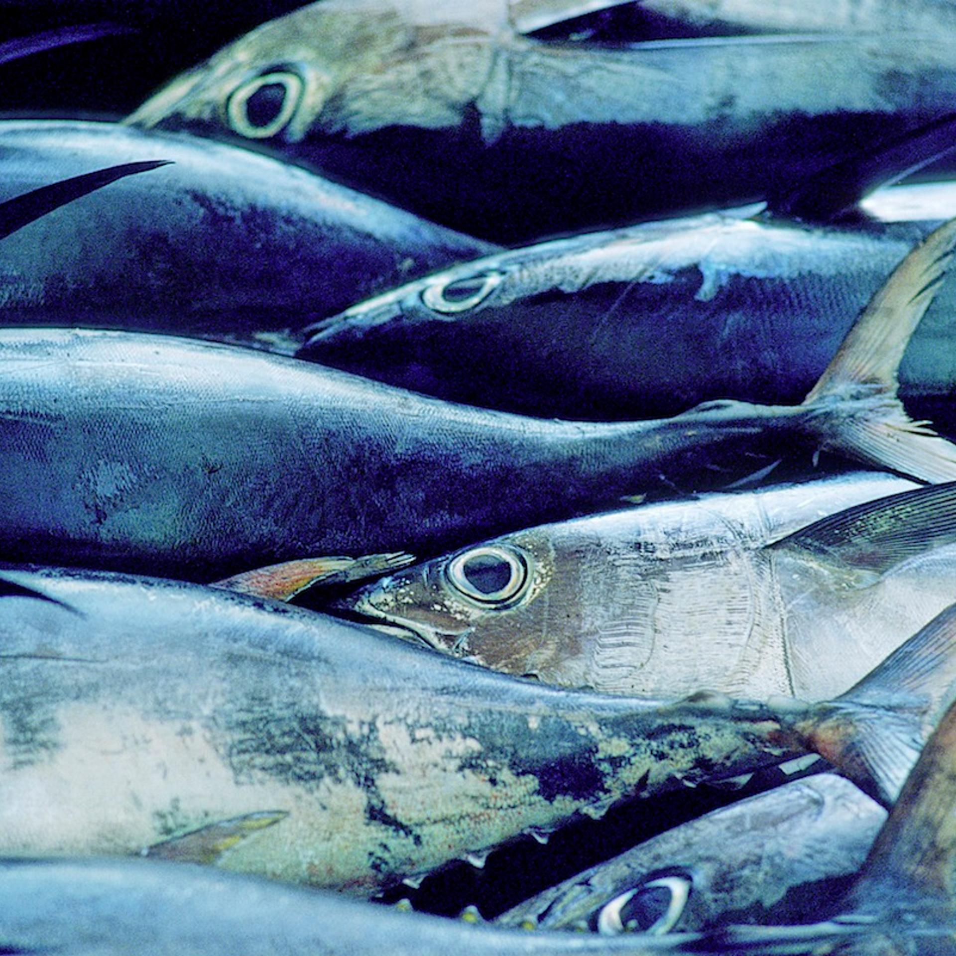 Fish