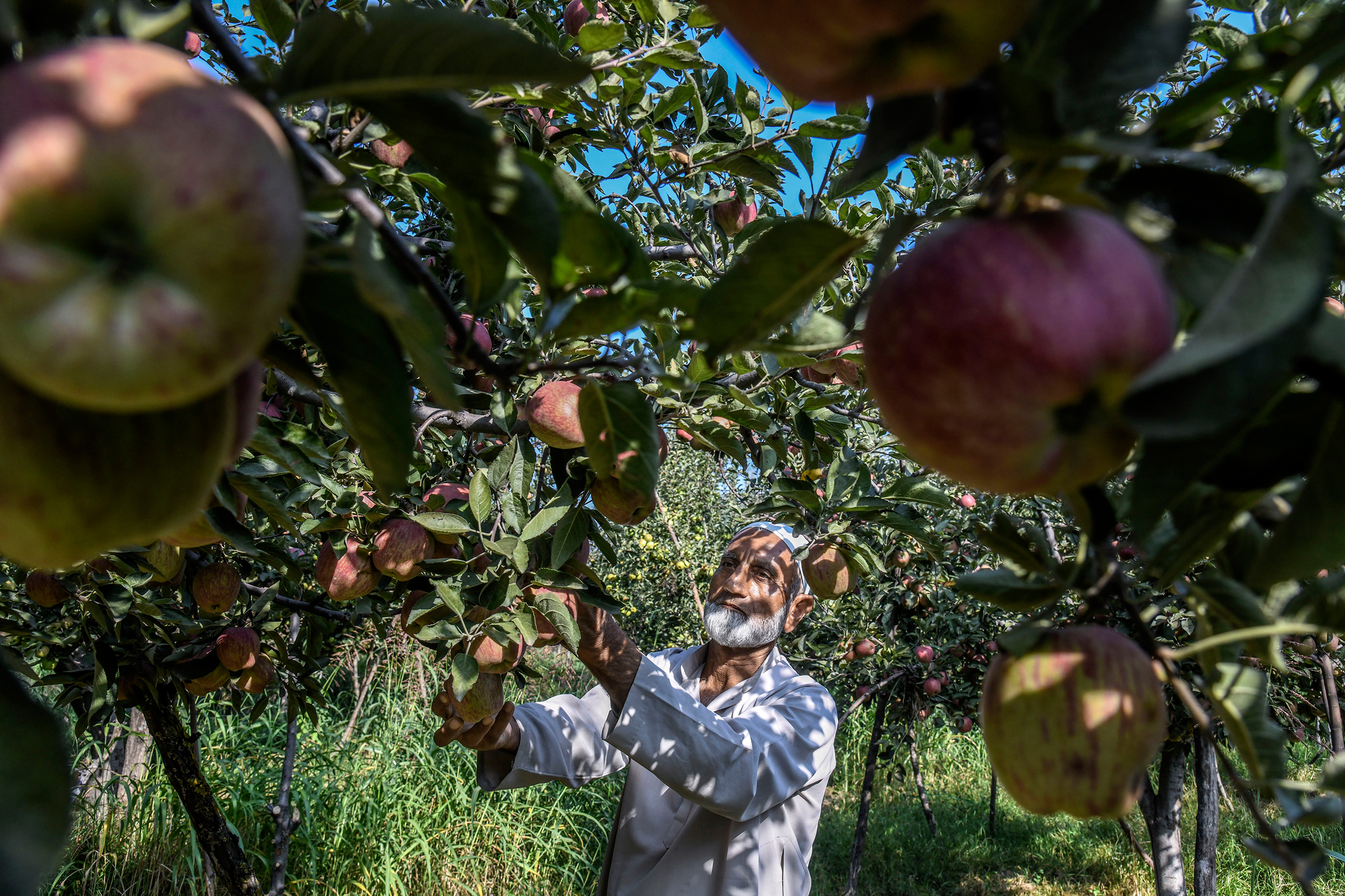 Gh Mohiuddin Mir, 65, who worries that if the Kashmir crisis is not resolved by harvest time he will be financially devastated, at his apple farm in Budgam, India, on Sept. 19, 2019.
