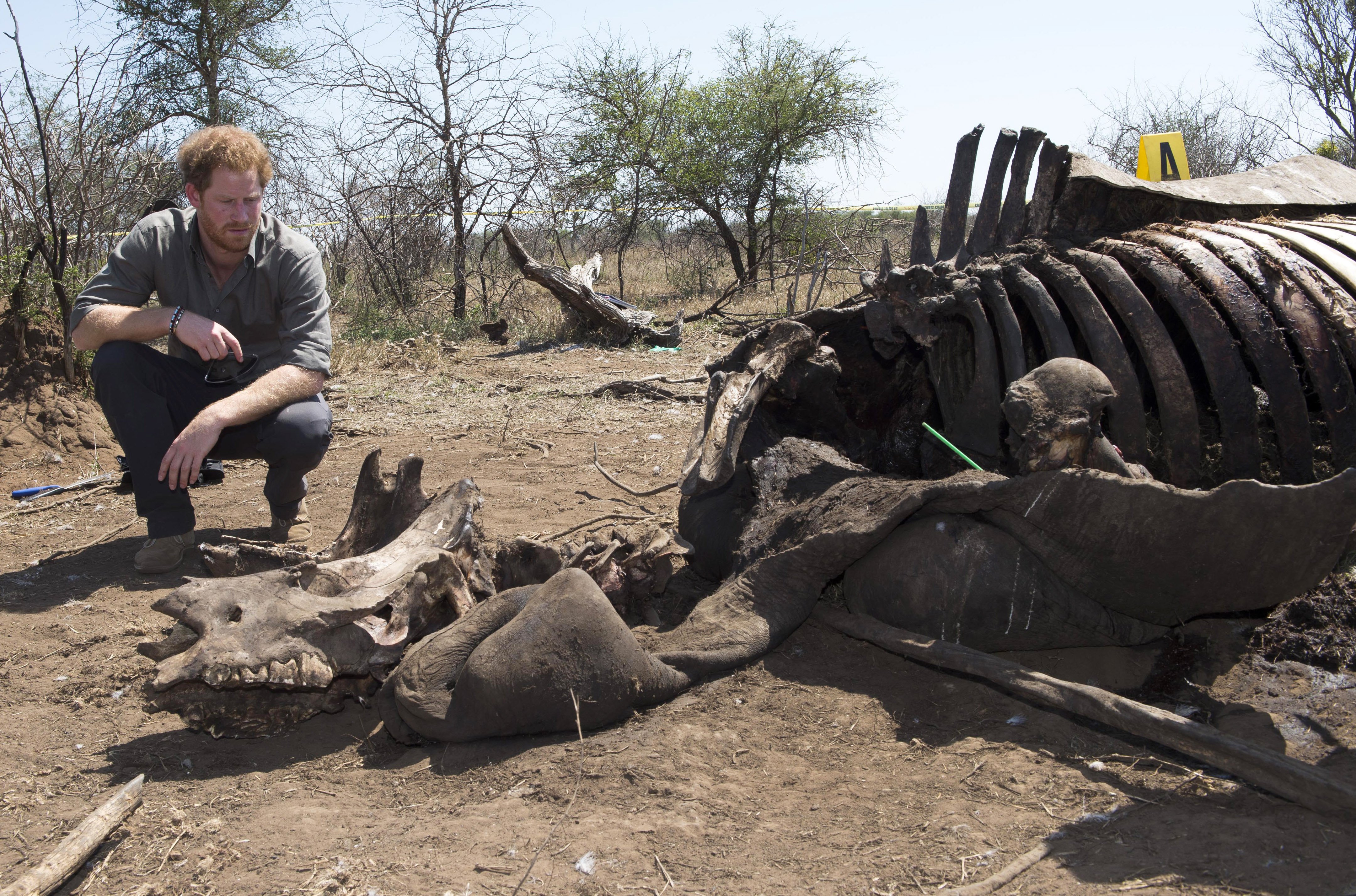 Prince Harry Visits Africa - Day 5