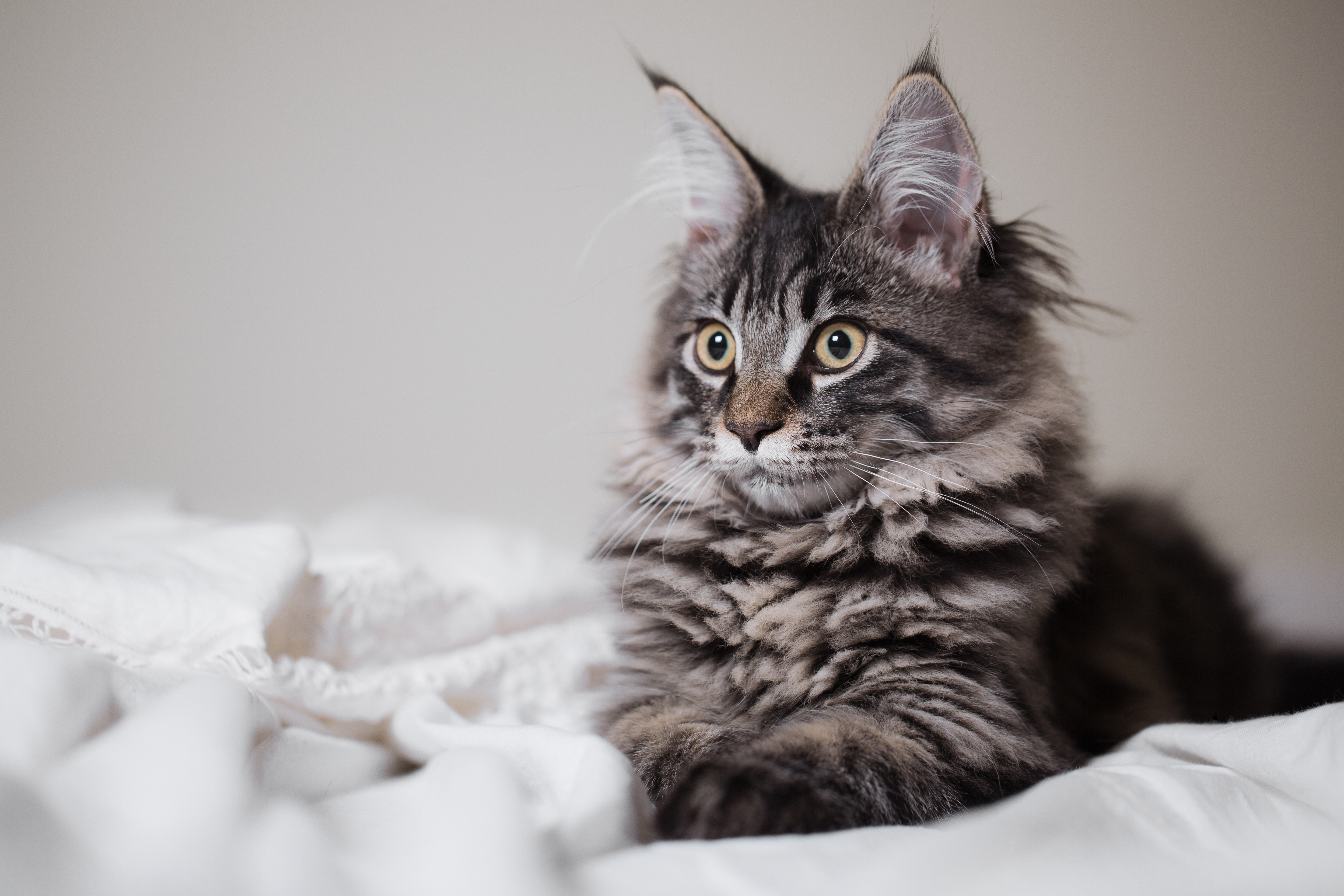 I Know Where Your Cat Lives