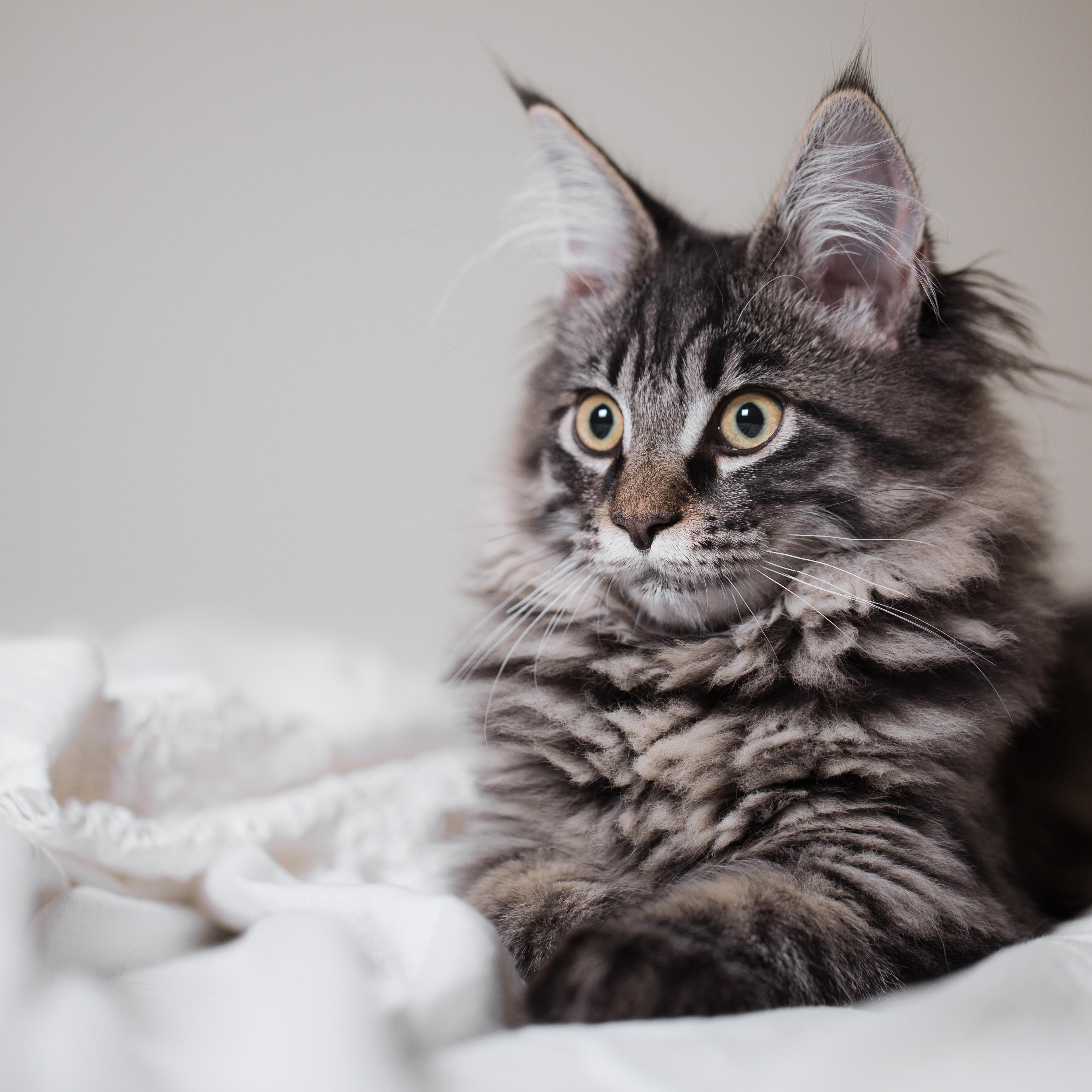 I Know Where Your Cat Lives