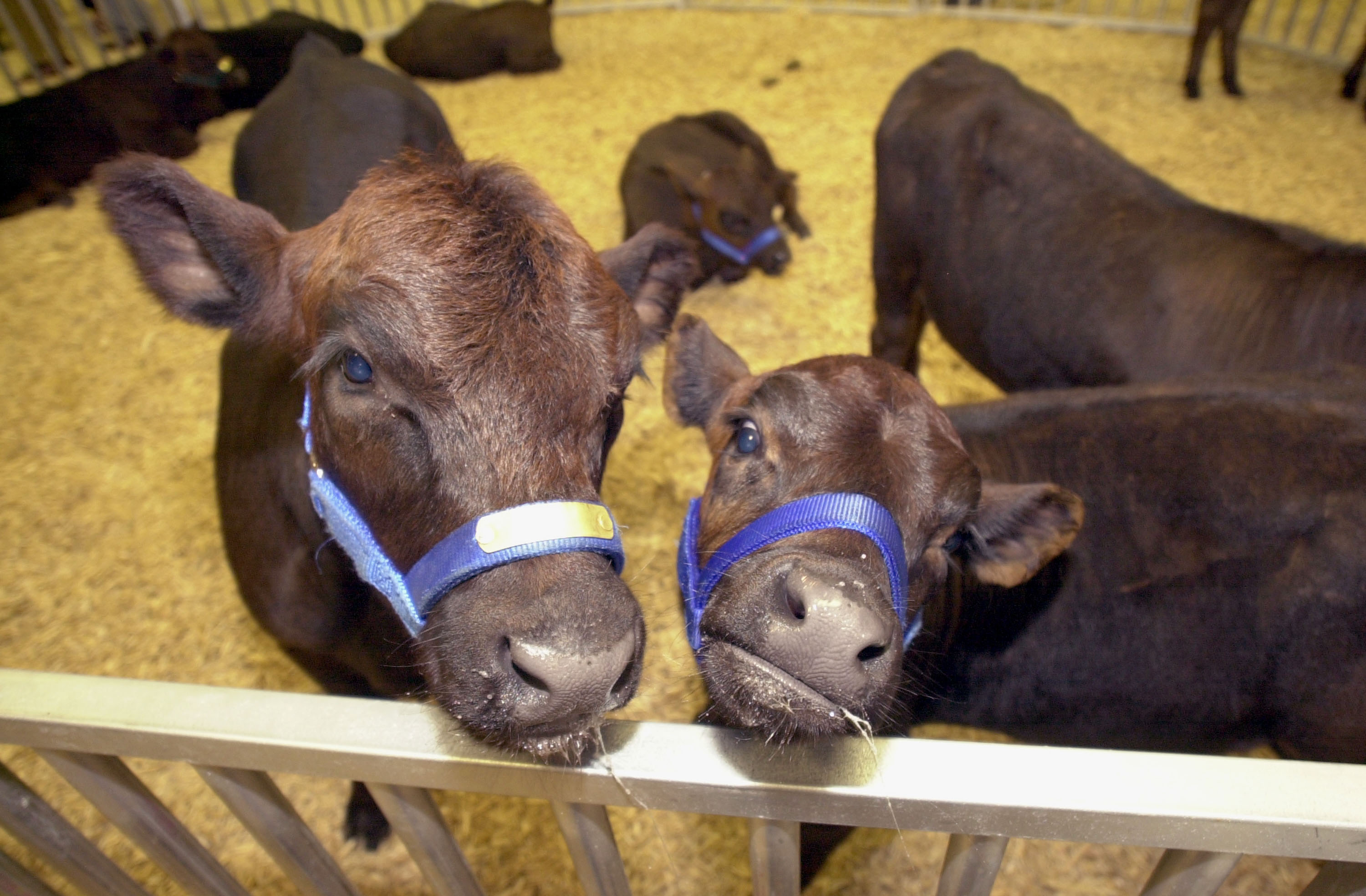 Genetically Cloned Calves