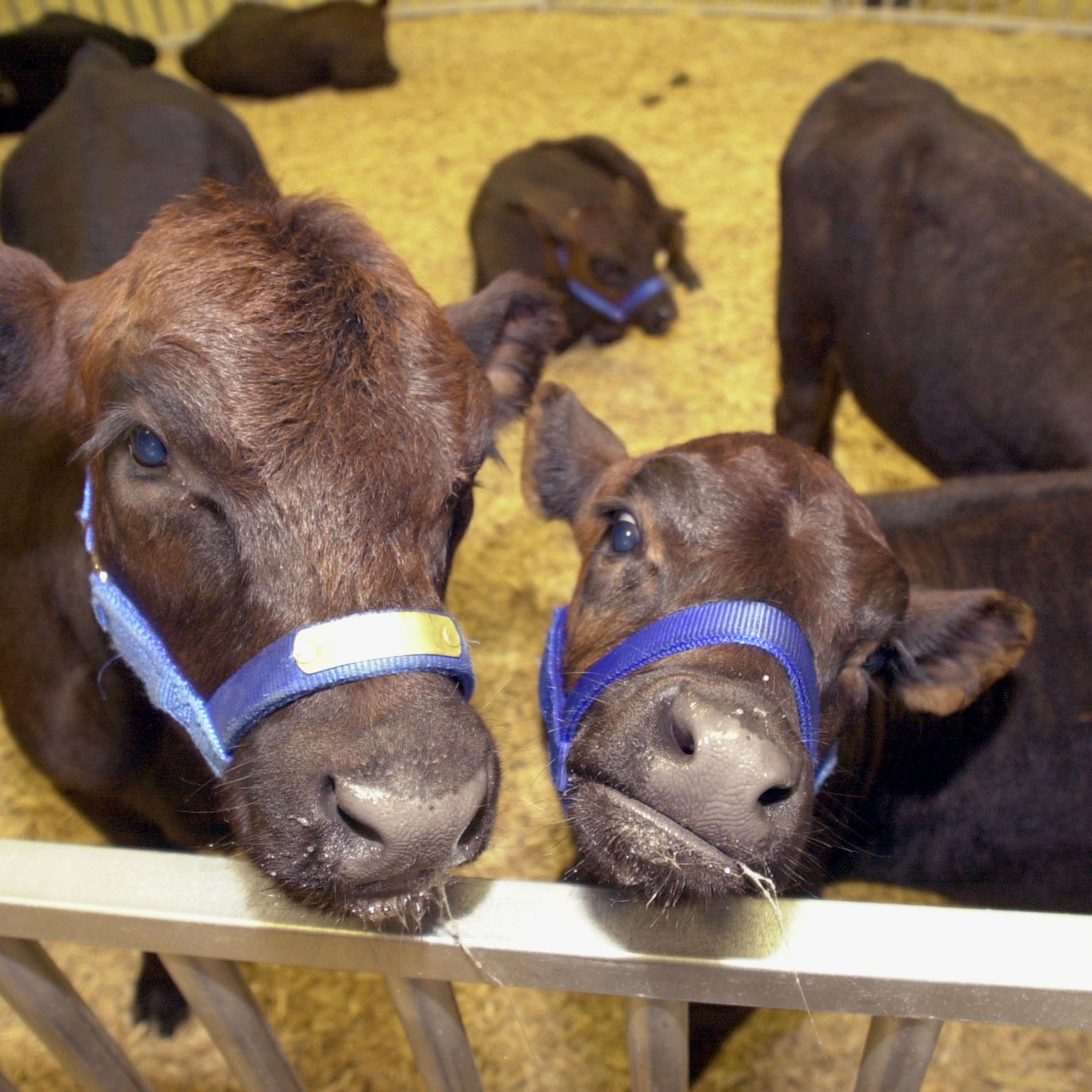 Genetically Cloned Calves