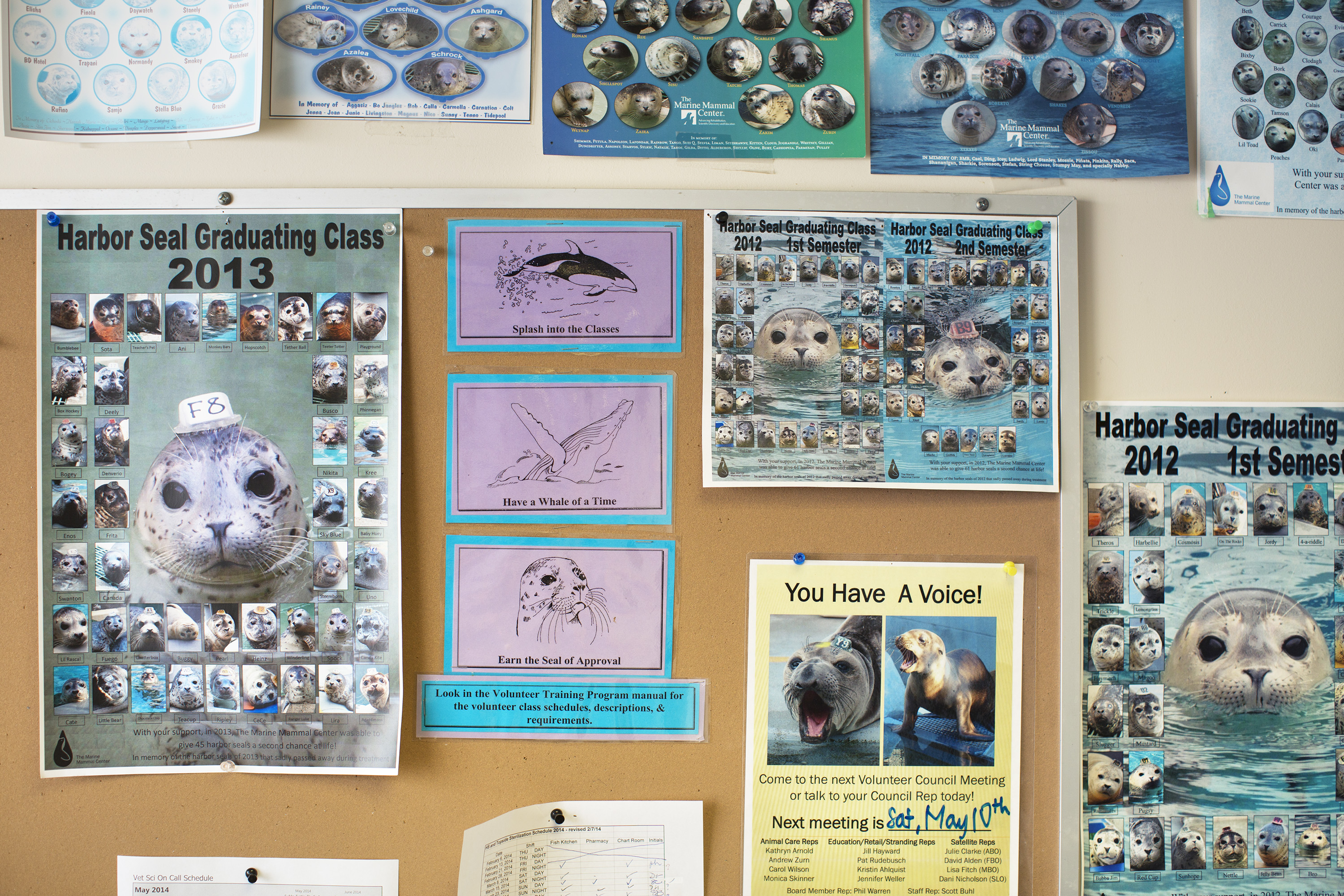 Sick Baby Seals Marine Mammal Center