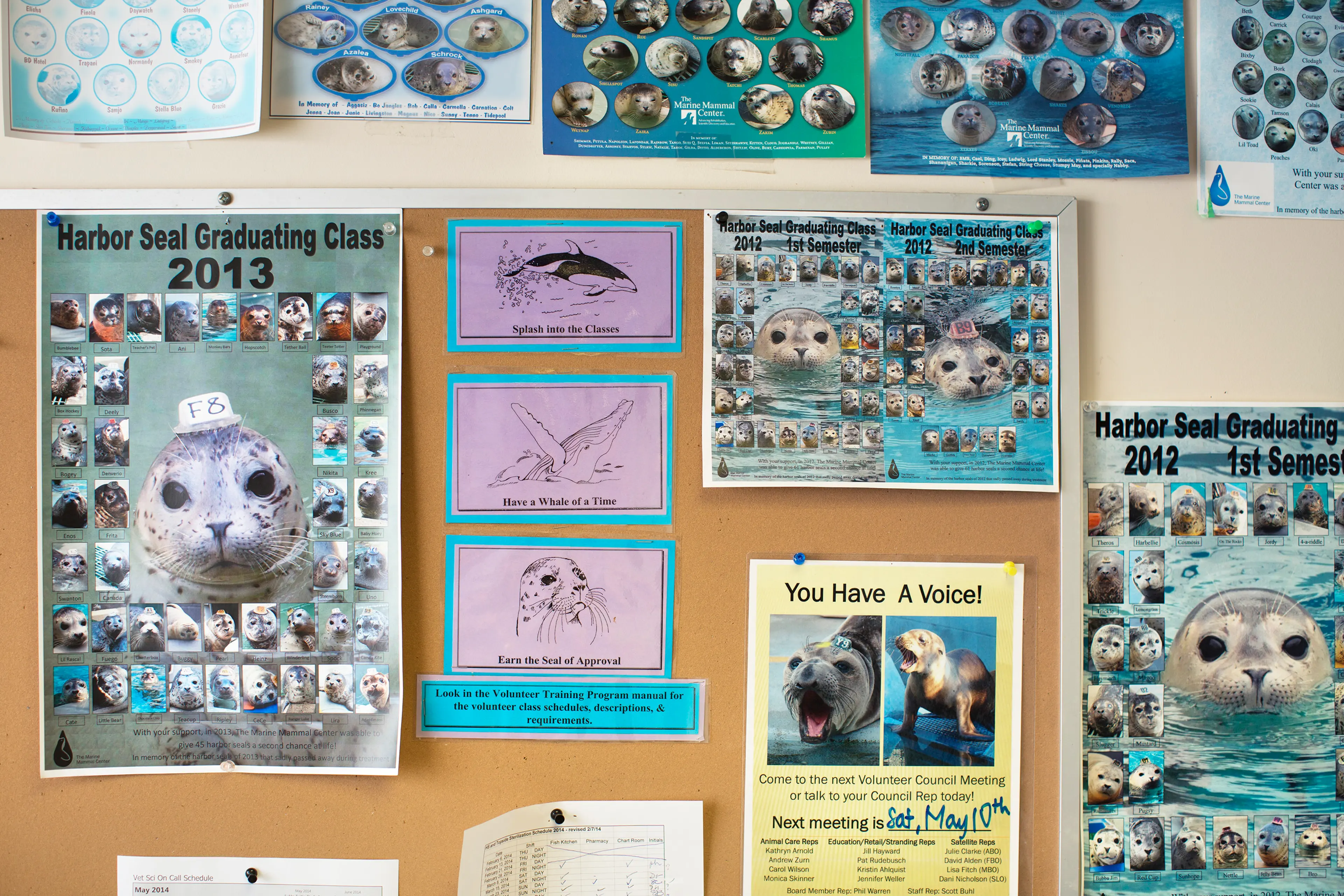 Sick Baby Seals Marine Mammal Center