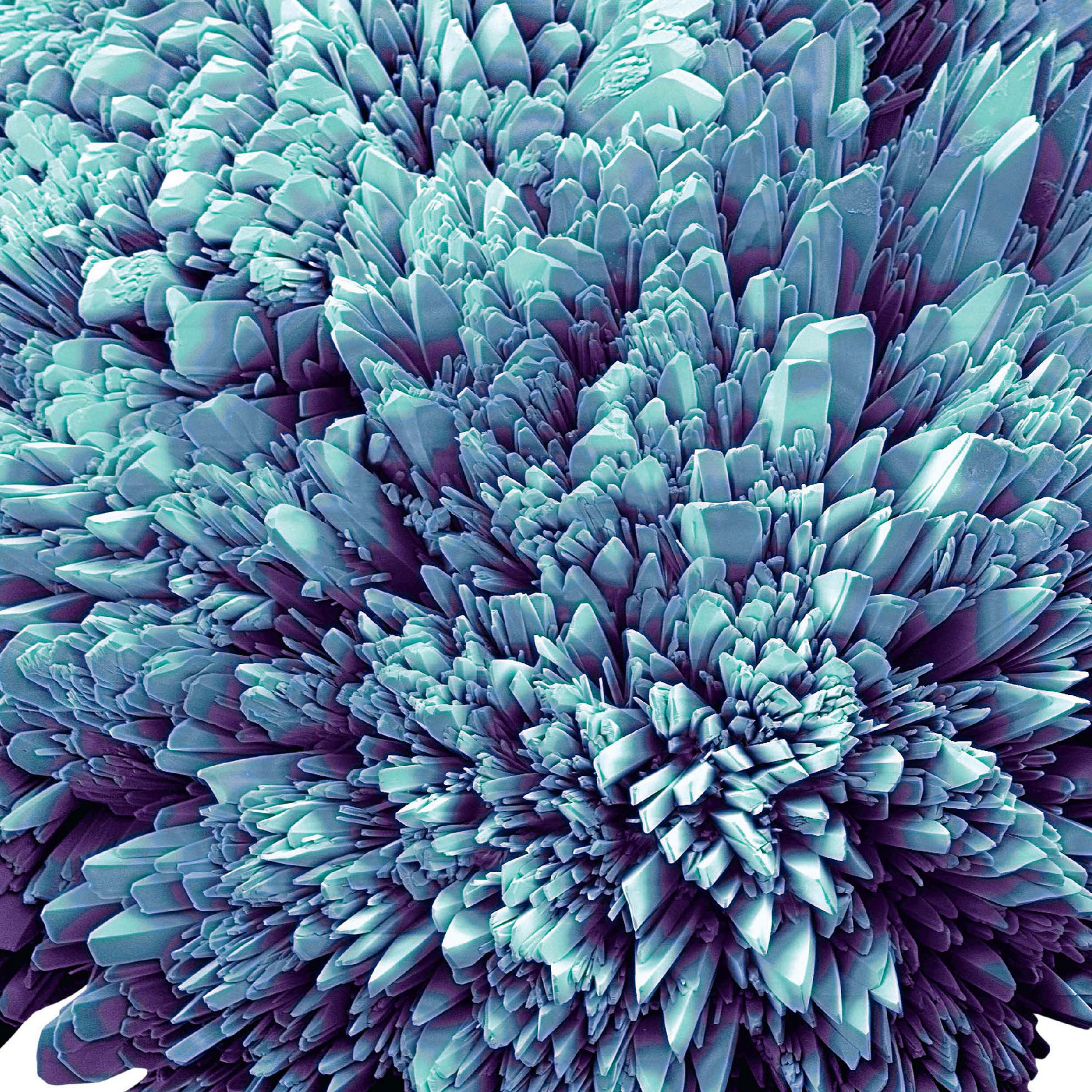 <b>Ventolin crystals</b> (colred scanning electron micrographs)