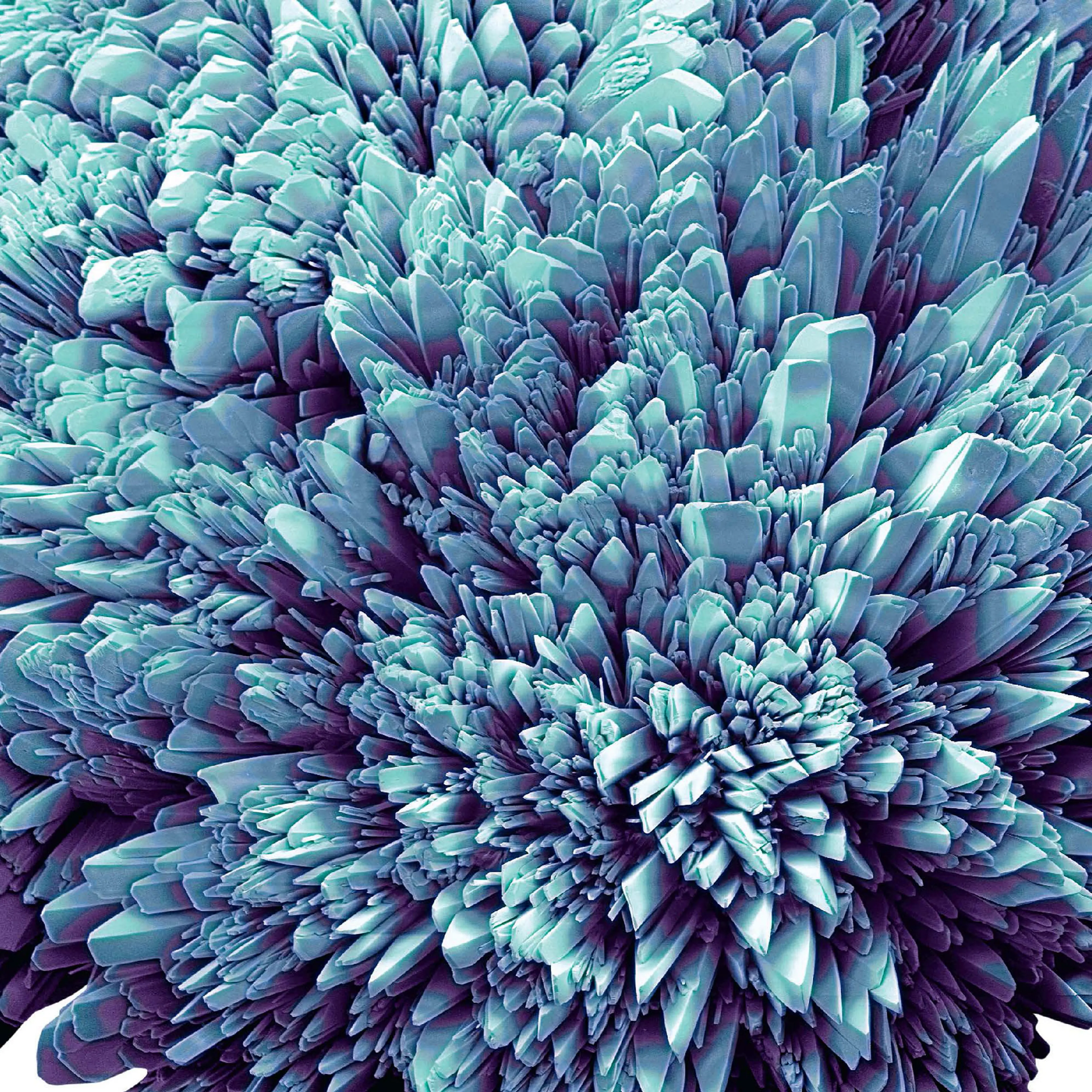 <b>Ventolin crystals</b> (colred scanning electron micrographs)