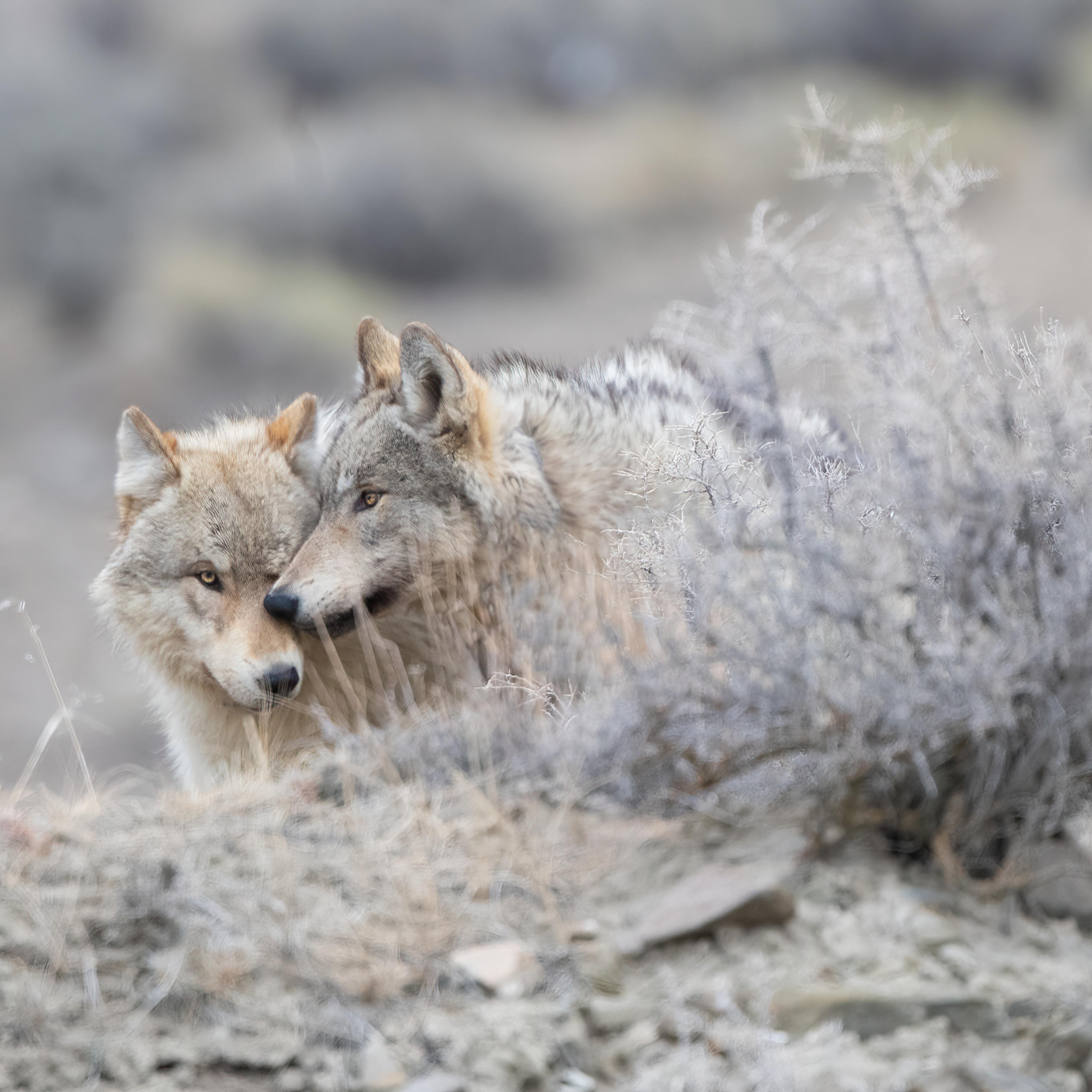 Two Grey wolf (mostly white/tan colored) share a tender moment together for portrait in Yellowstone National Park (USA)
