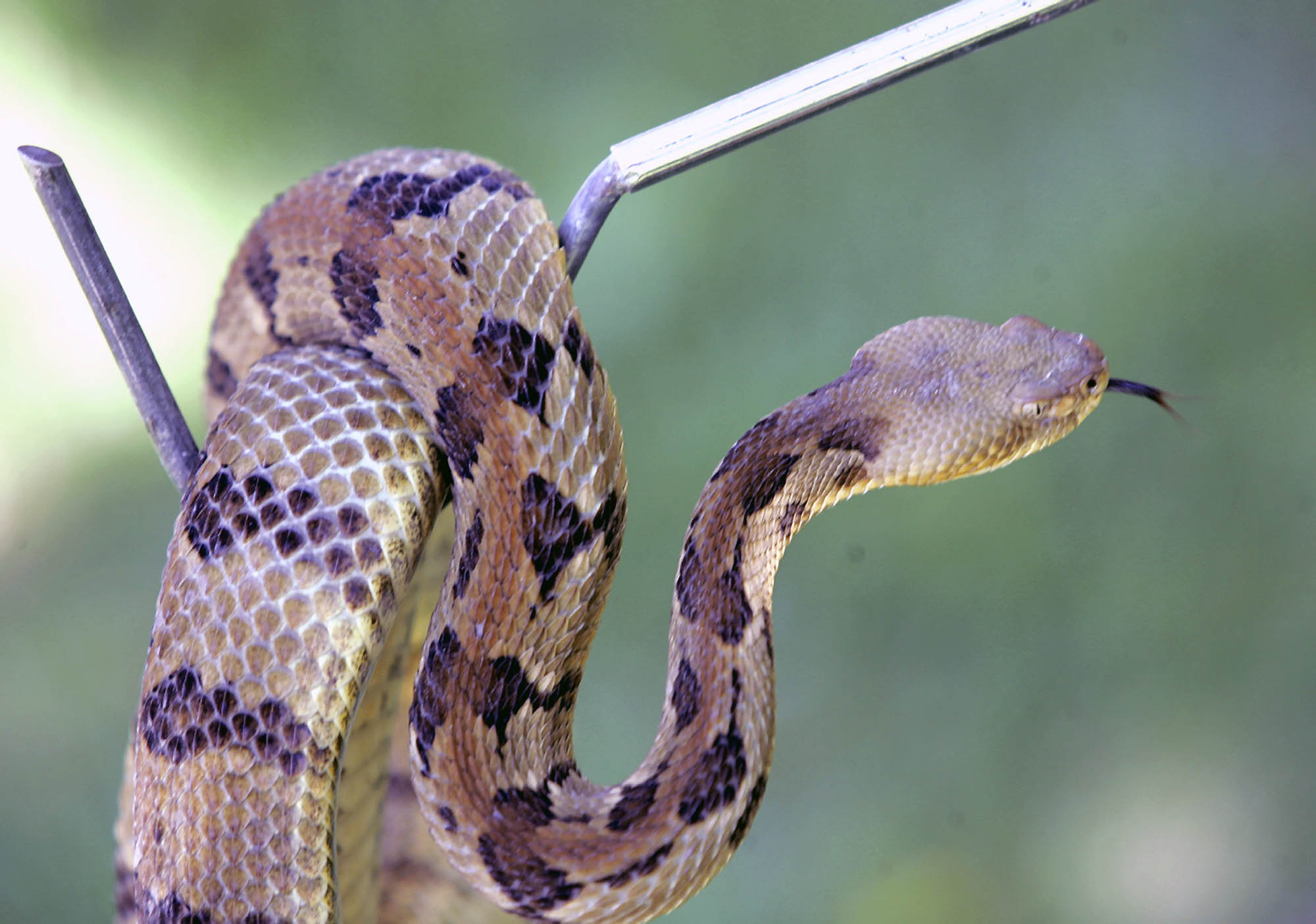 Exchange Snake Handler