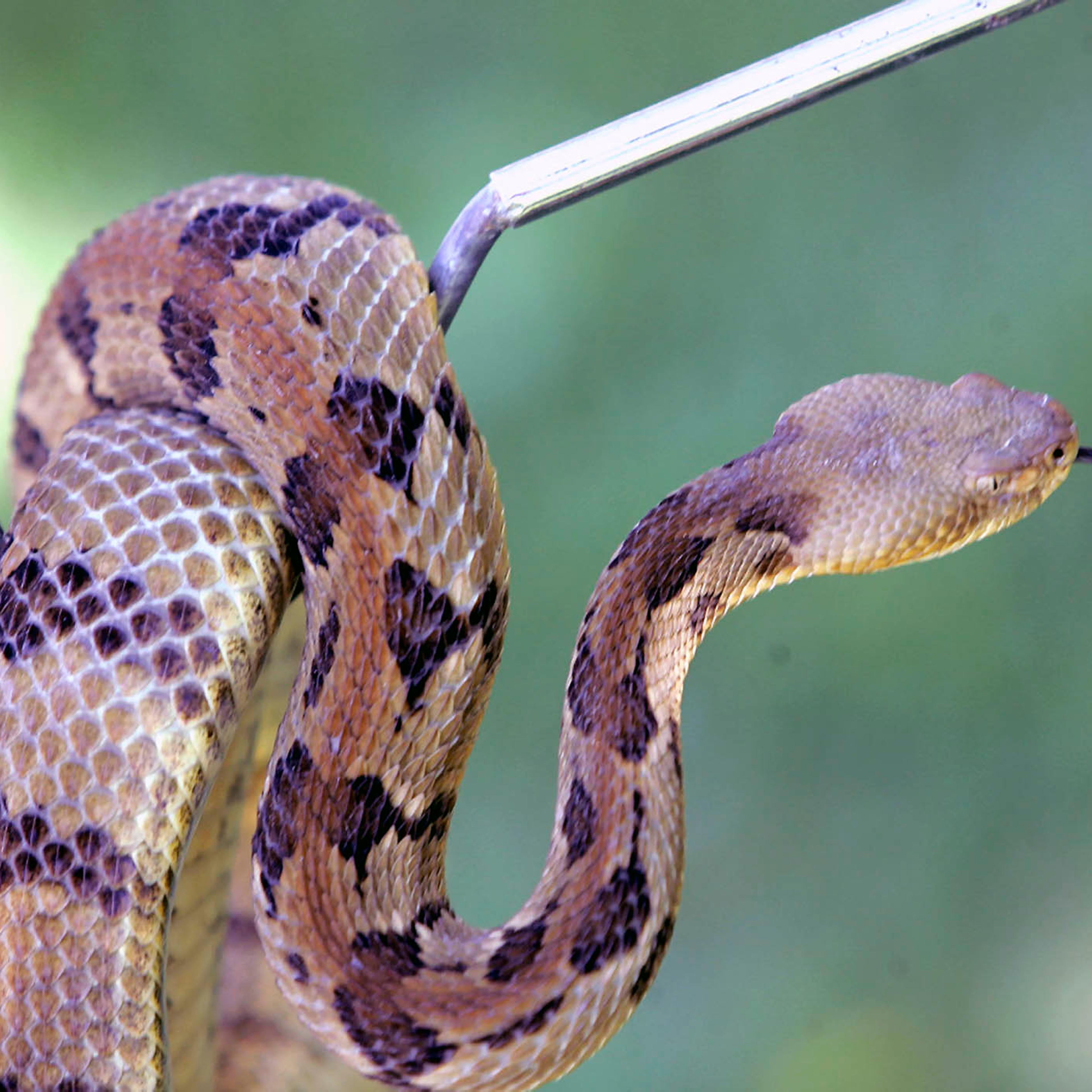 Exchange Snake Handler