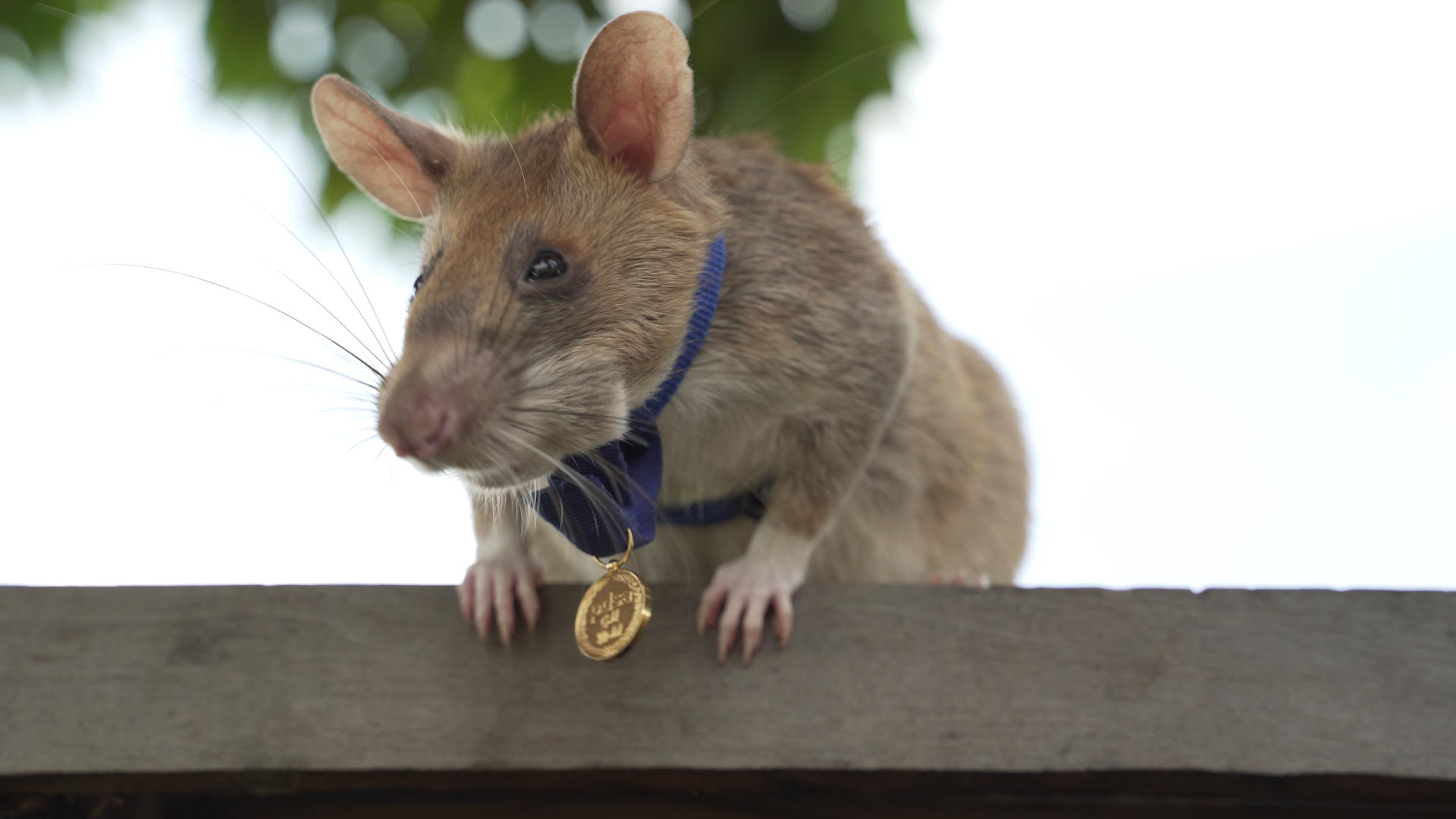 Magawa-PDSA-Medal-Mines