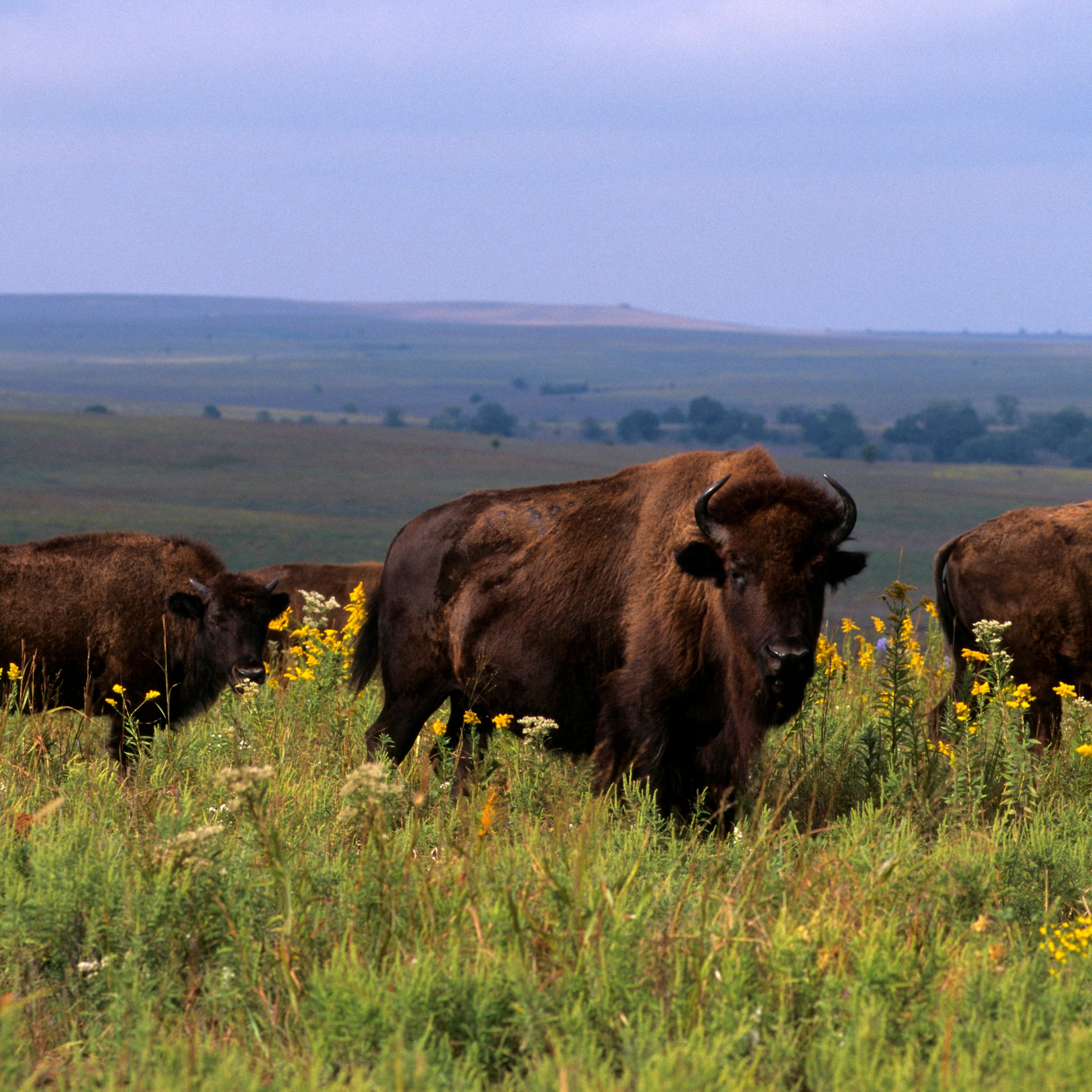 Bison near Pawhuska, Tallgrass Prairie Preserve in Oklahoma.