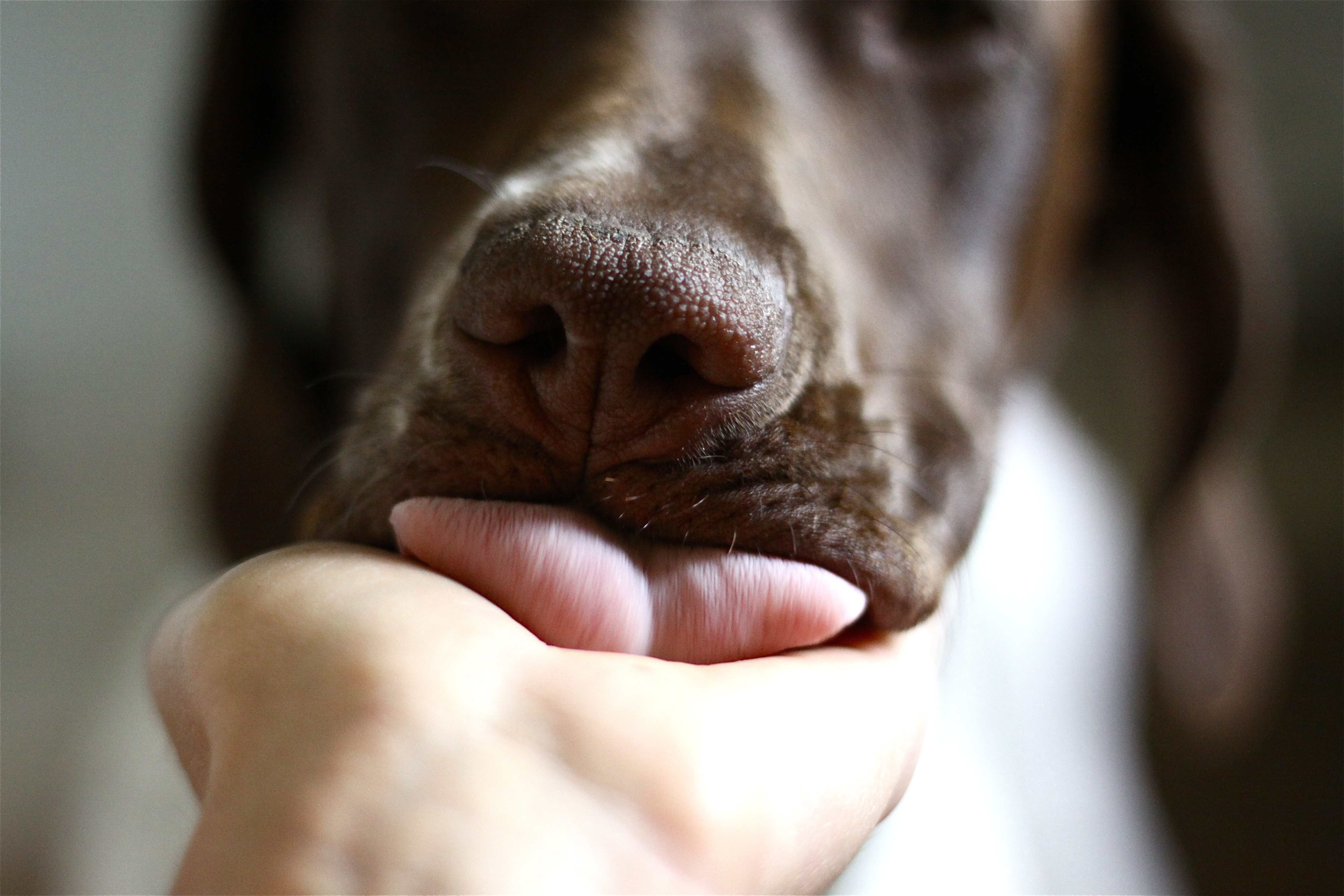 Puppy licking palm