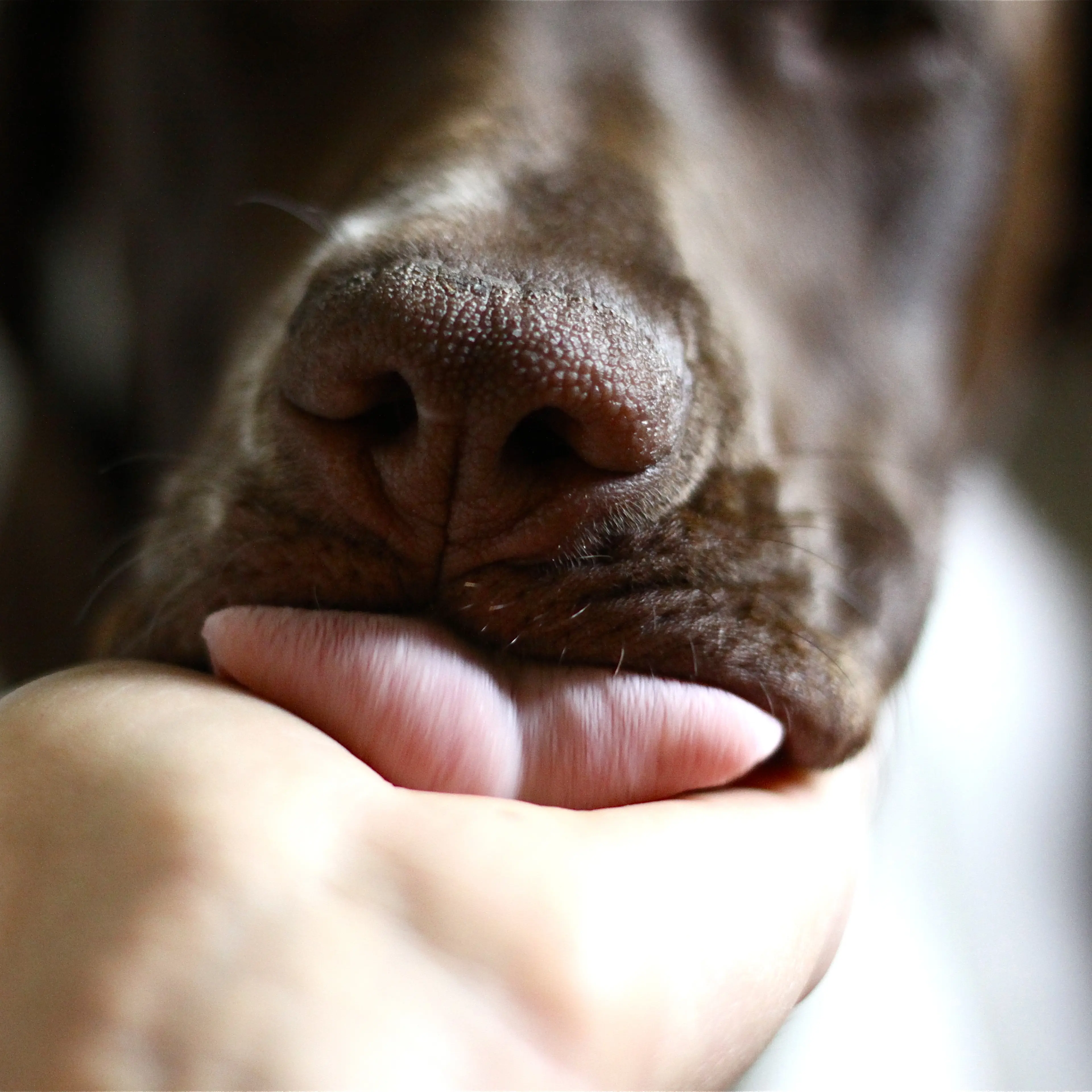 Puppy licking palm