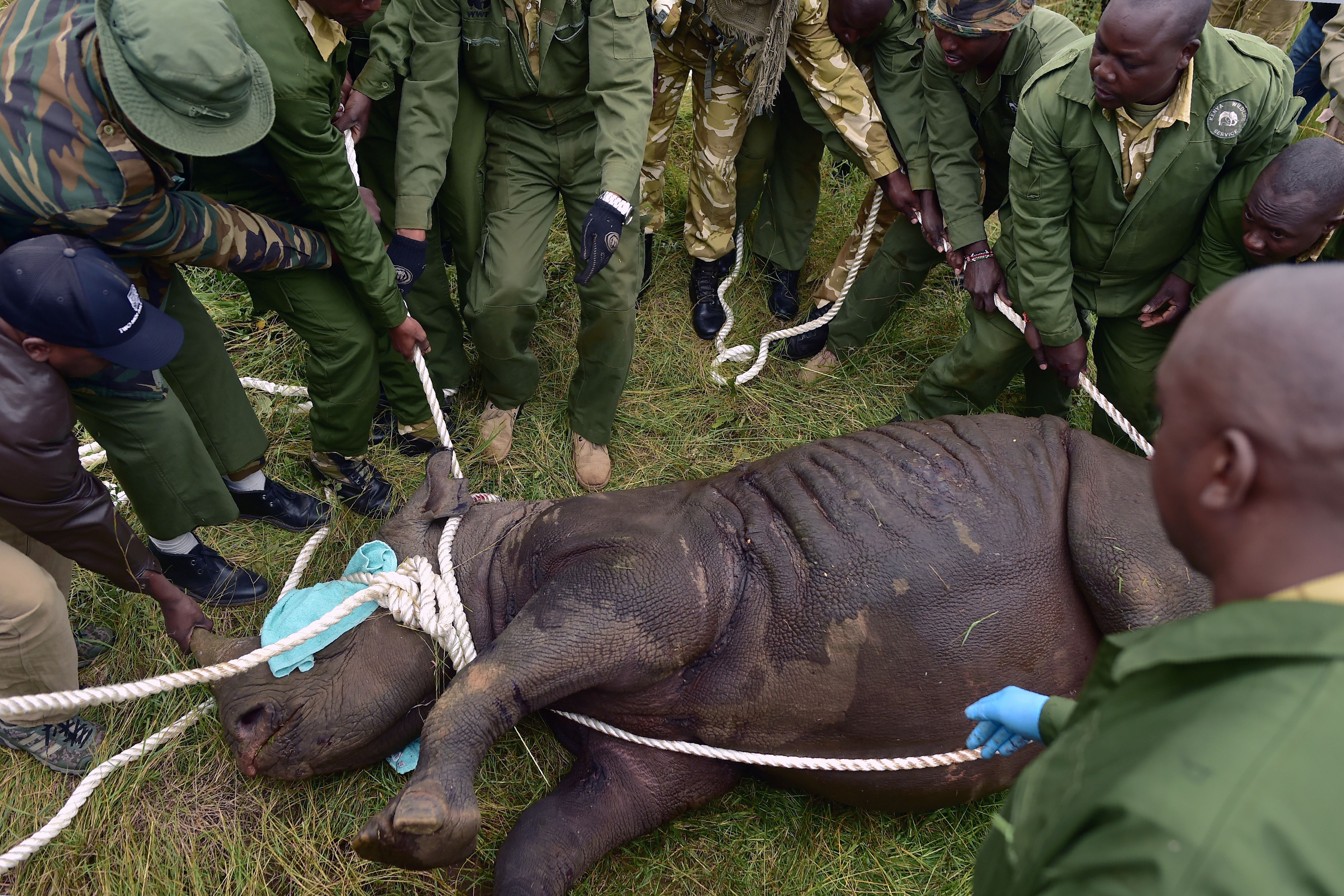 Rhino being relocated in Kenya