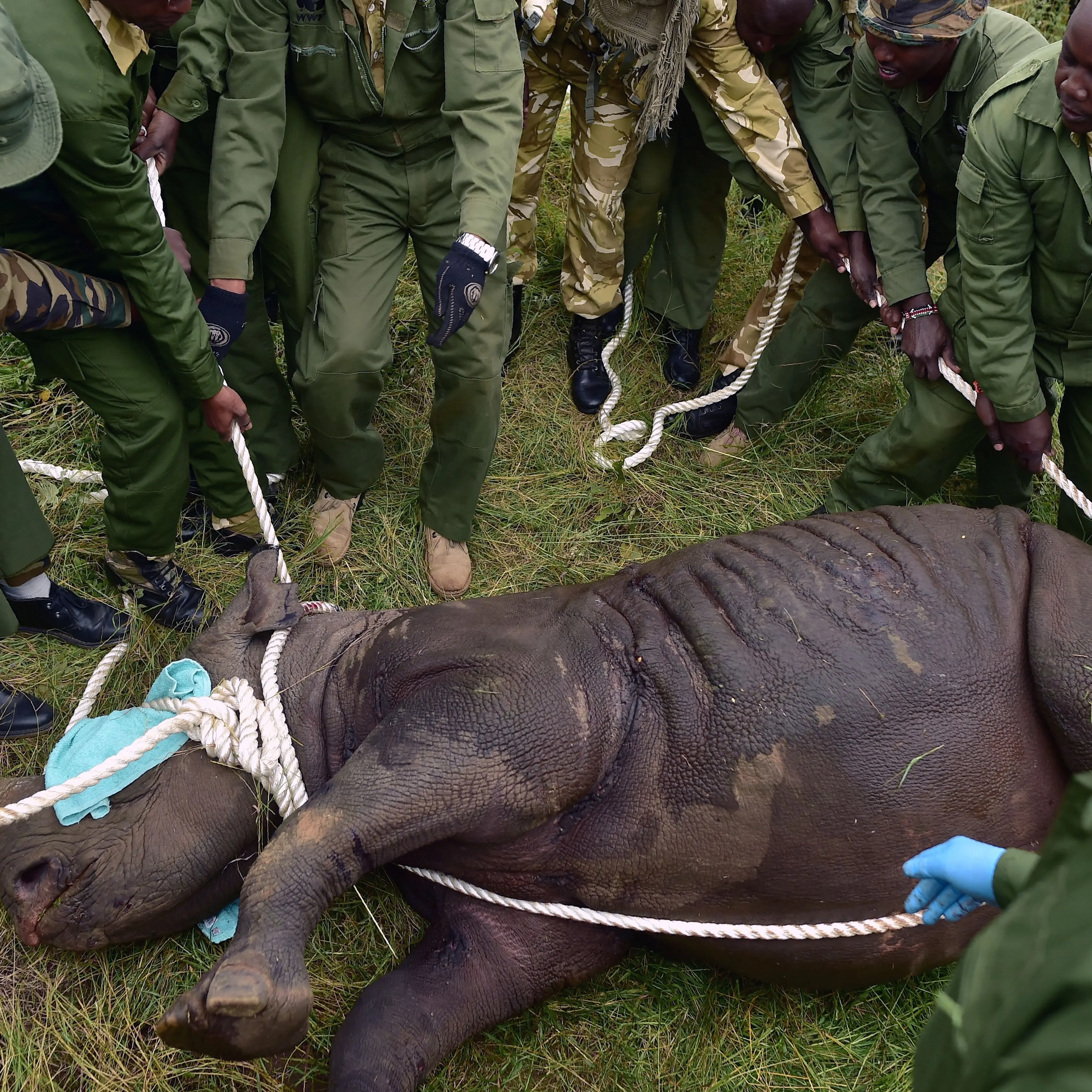 Rhino being relocated in Kenya