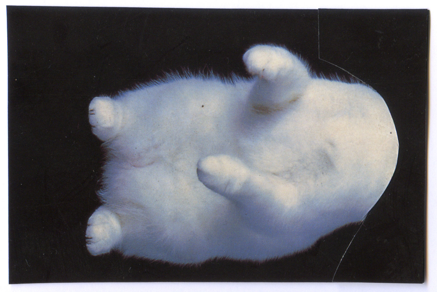 <i>Untitled (Pearl) Collage</i>, 2011
