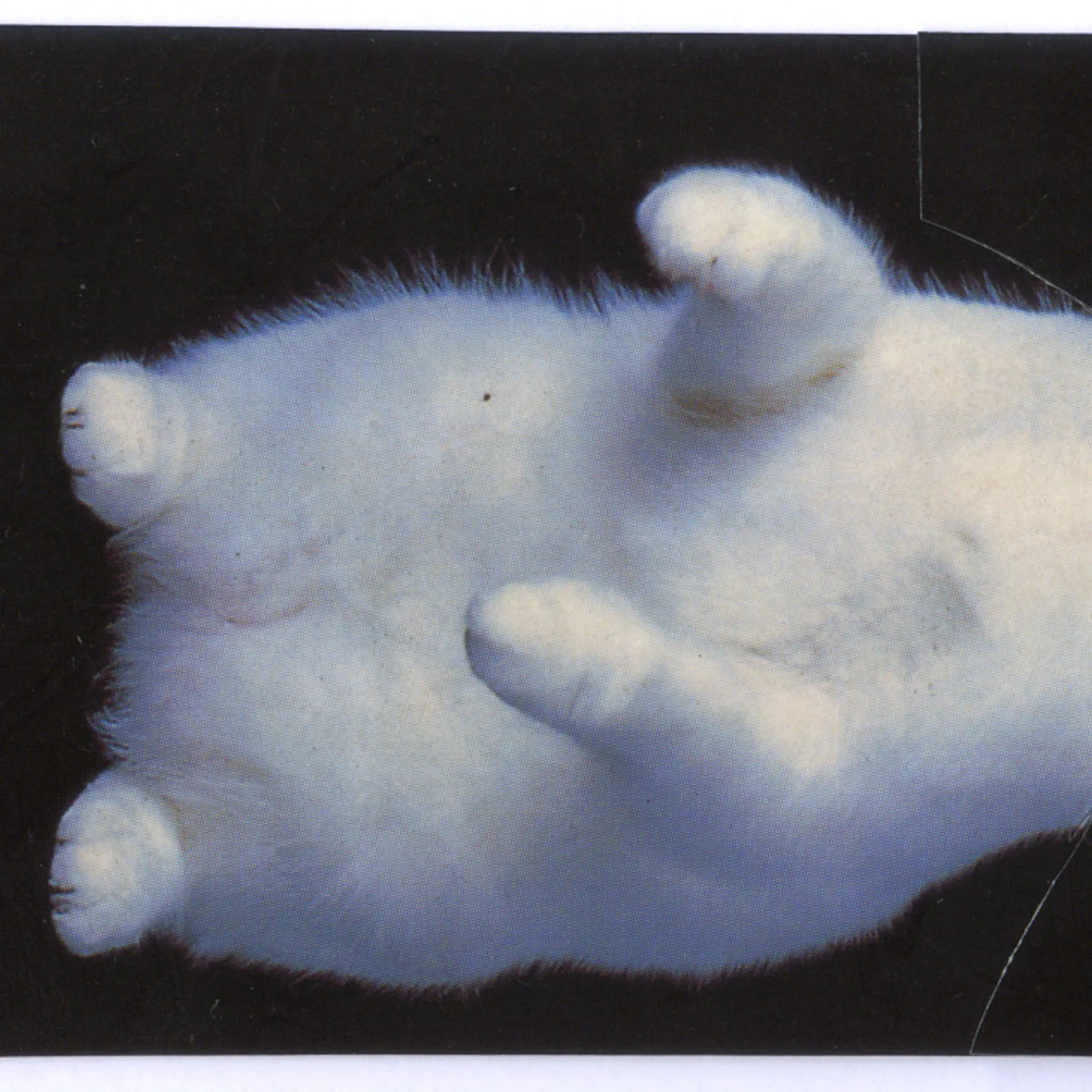 <i>Untitled (Pearl) Collage</i>, 2011