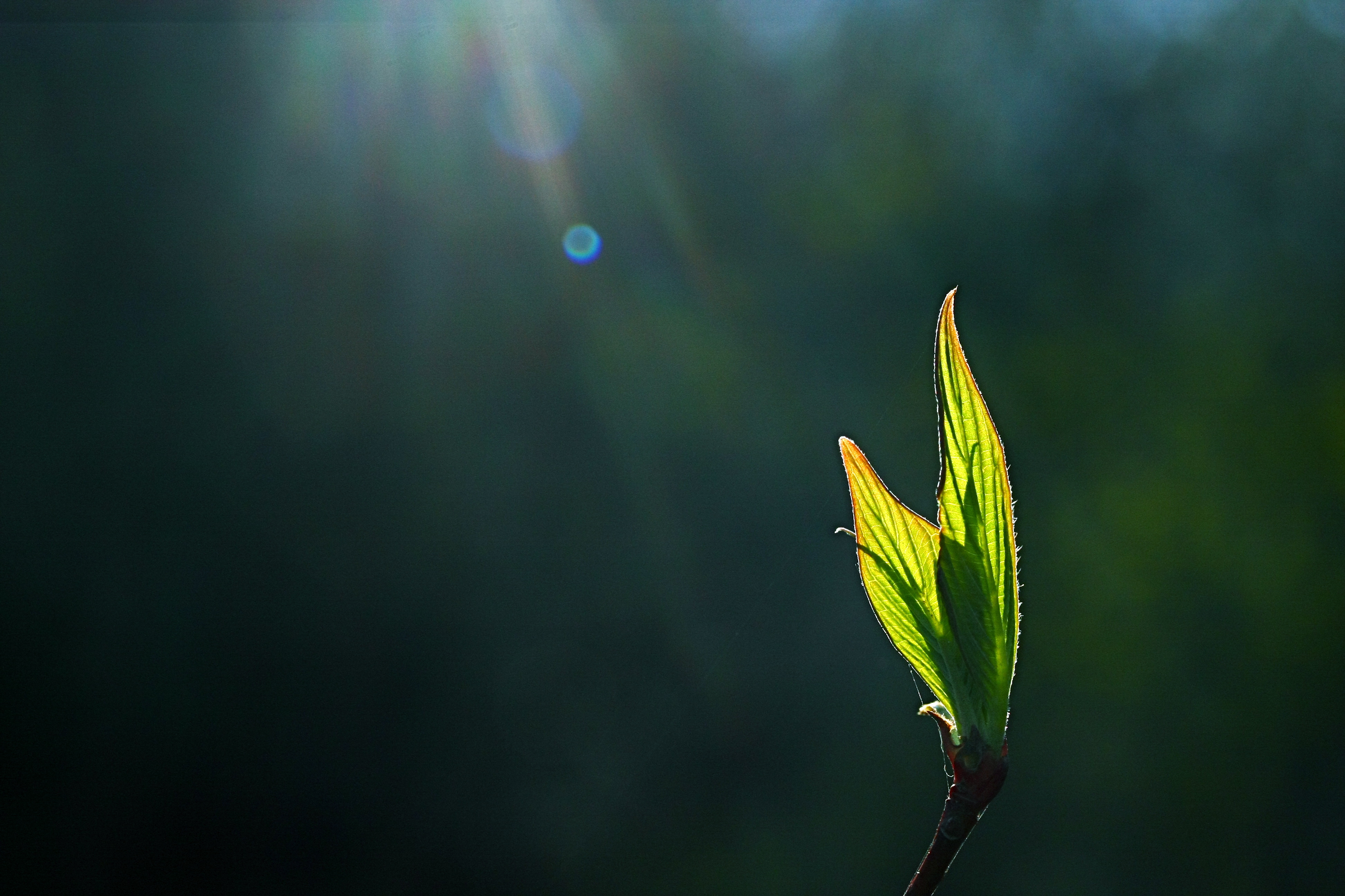 plant