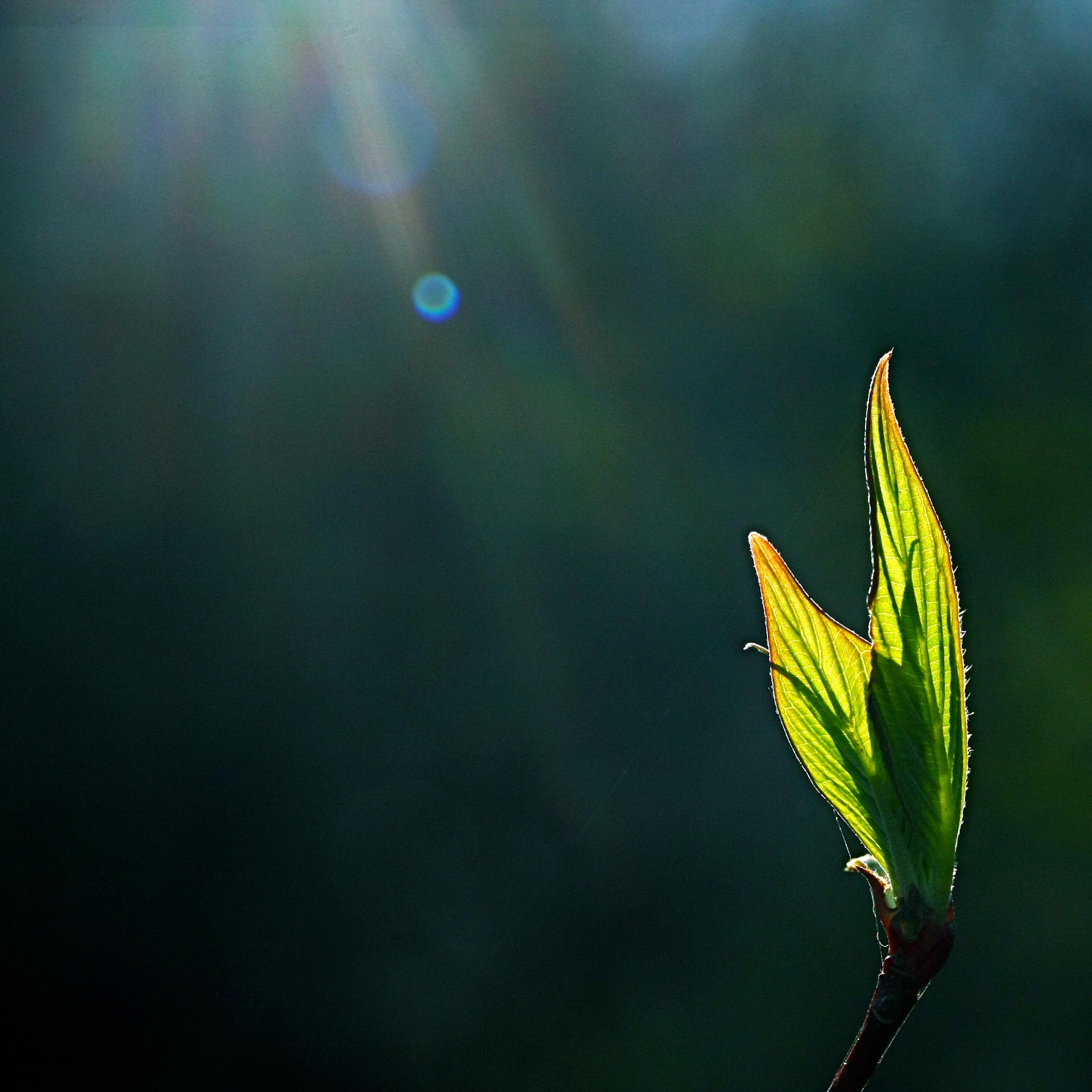 plant