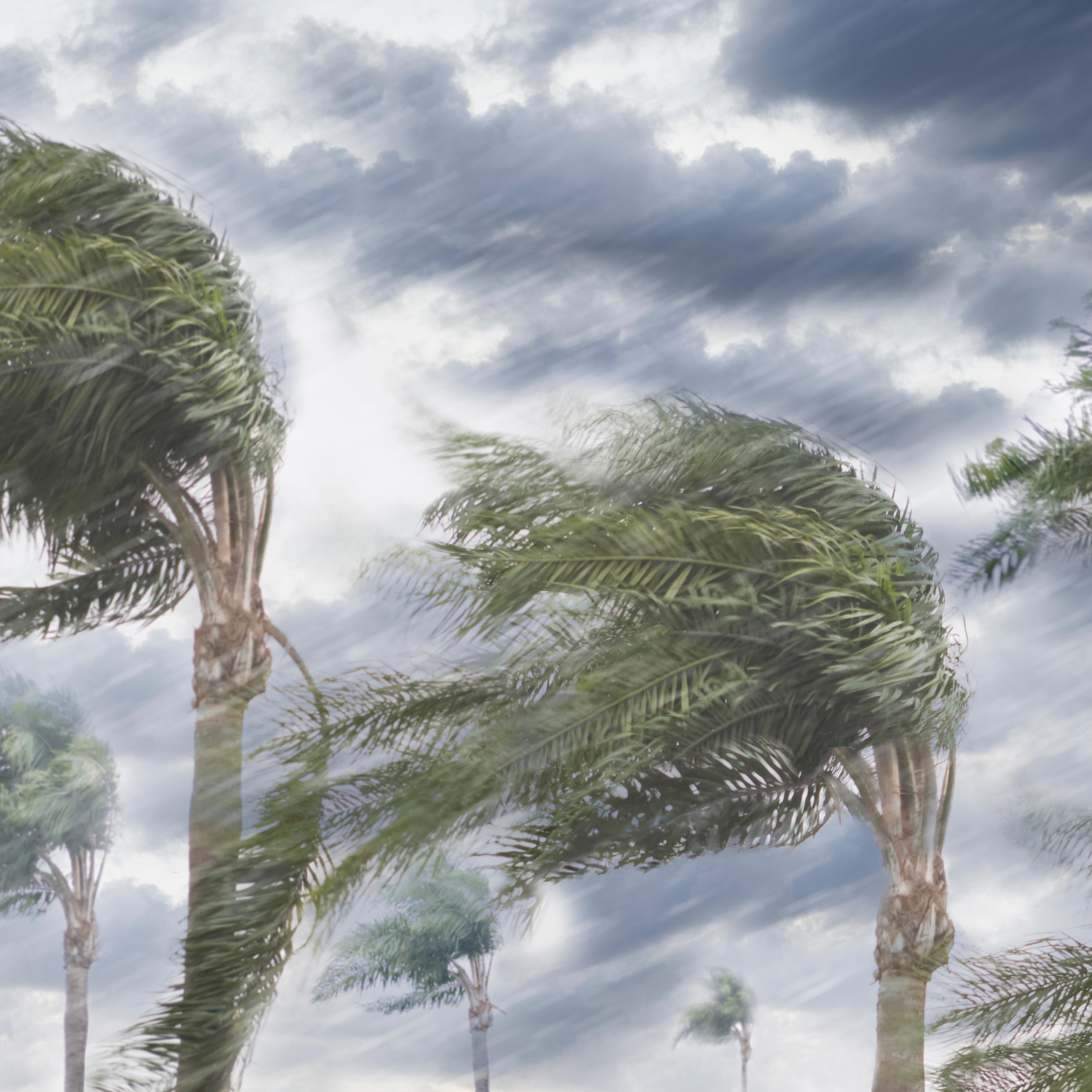 Rain and storm winds blowing trees